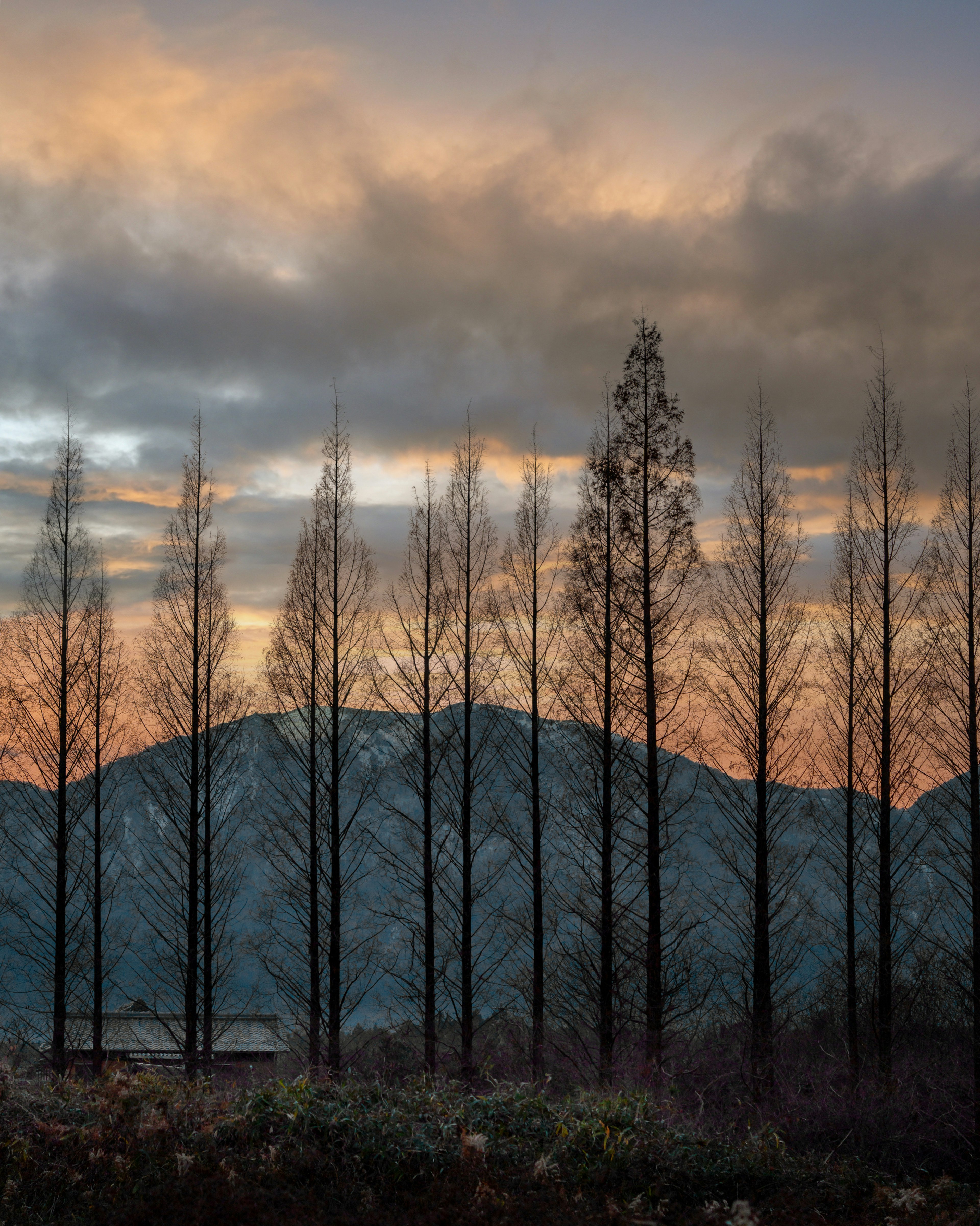 Silhouette von schlanken Bäumen gegen Berge bei Sonnenuntergang