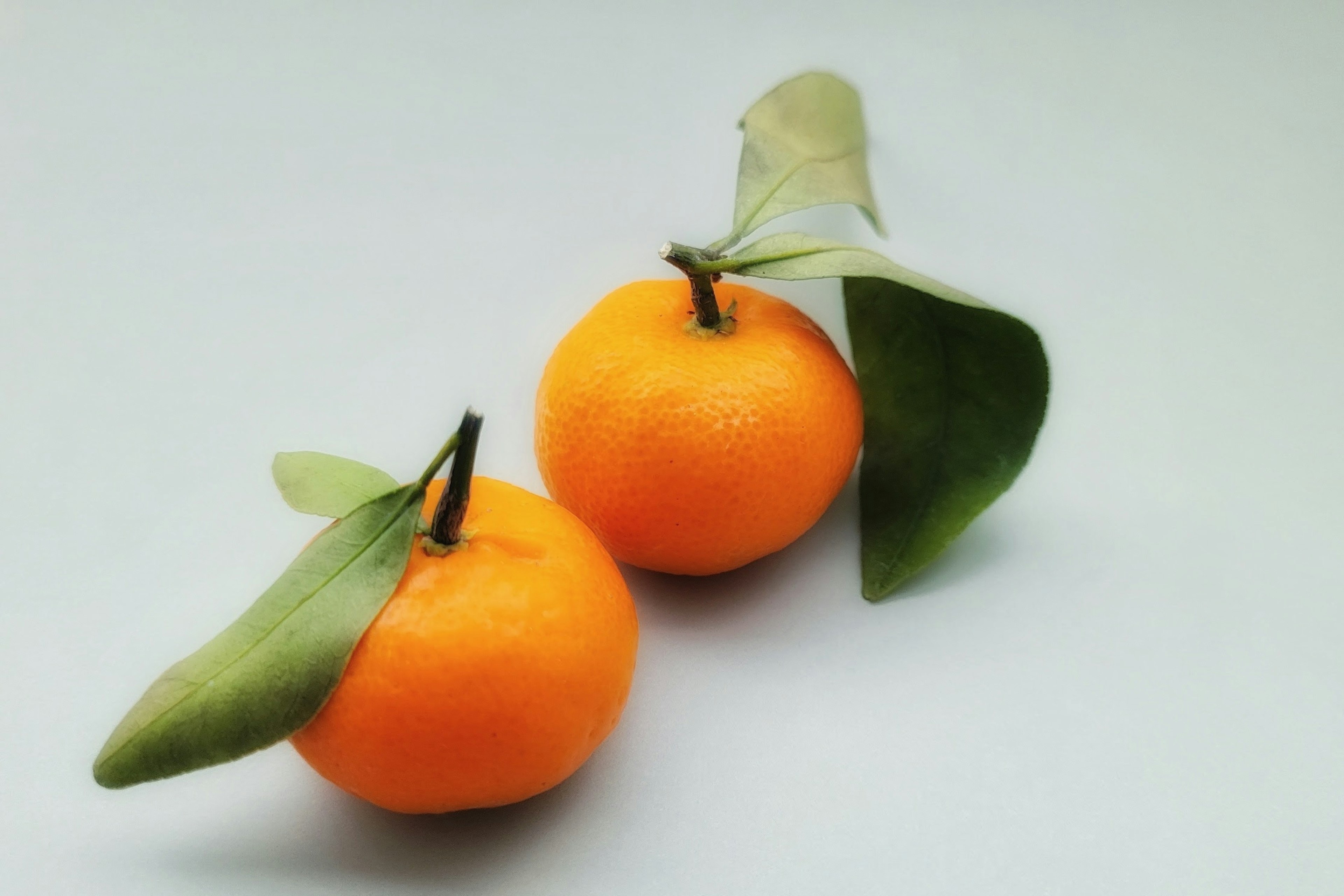 Deux oranges vibrantes avec des feuilles vertes sur un fond clair