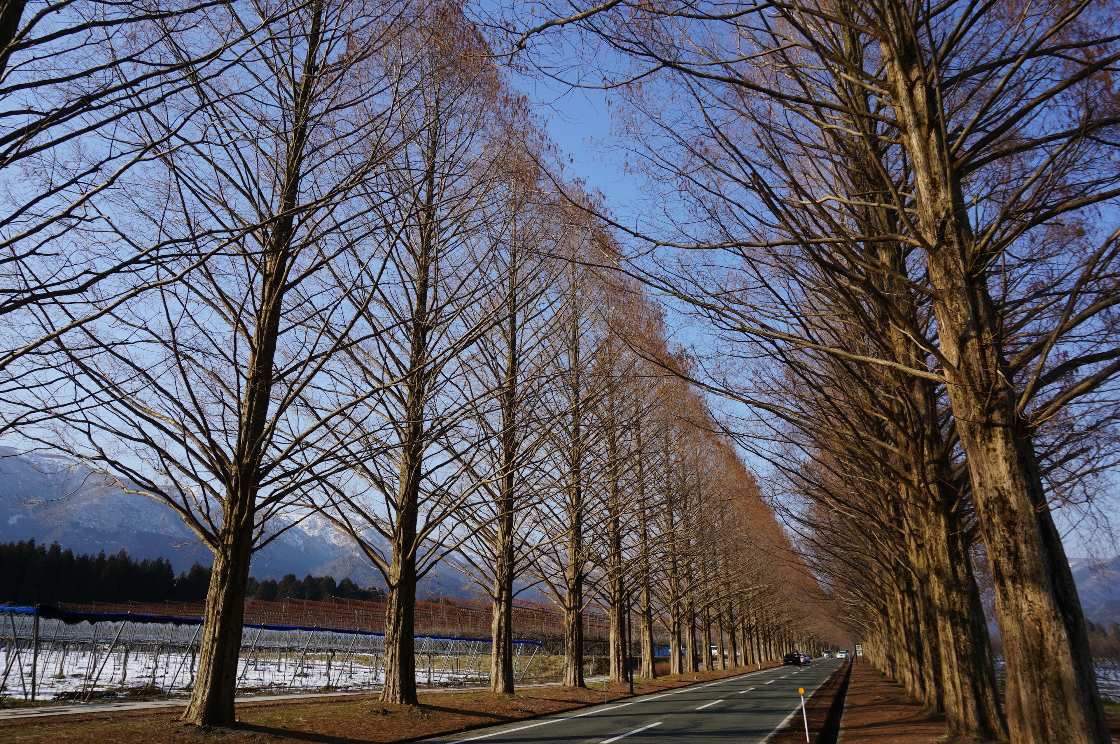 Fila de árboles desnudos a lo largo de una carretera en invierno con cielo azul