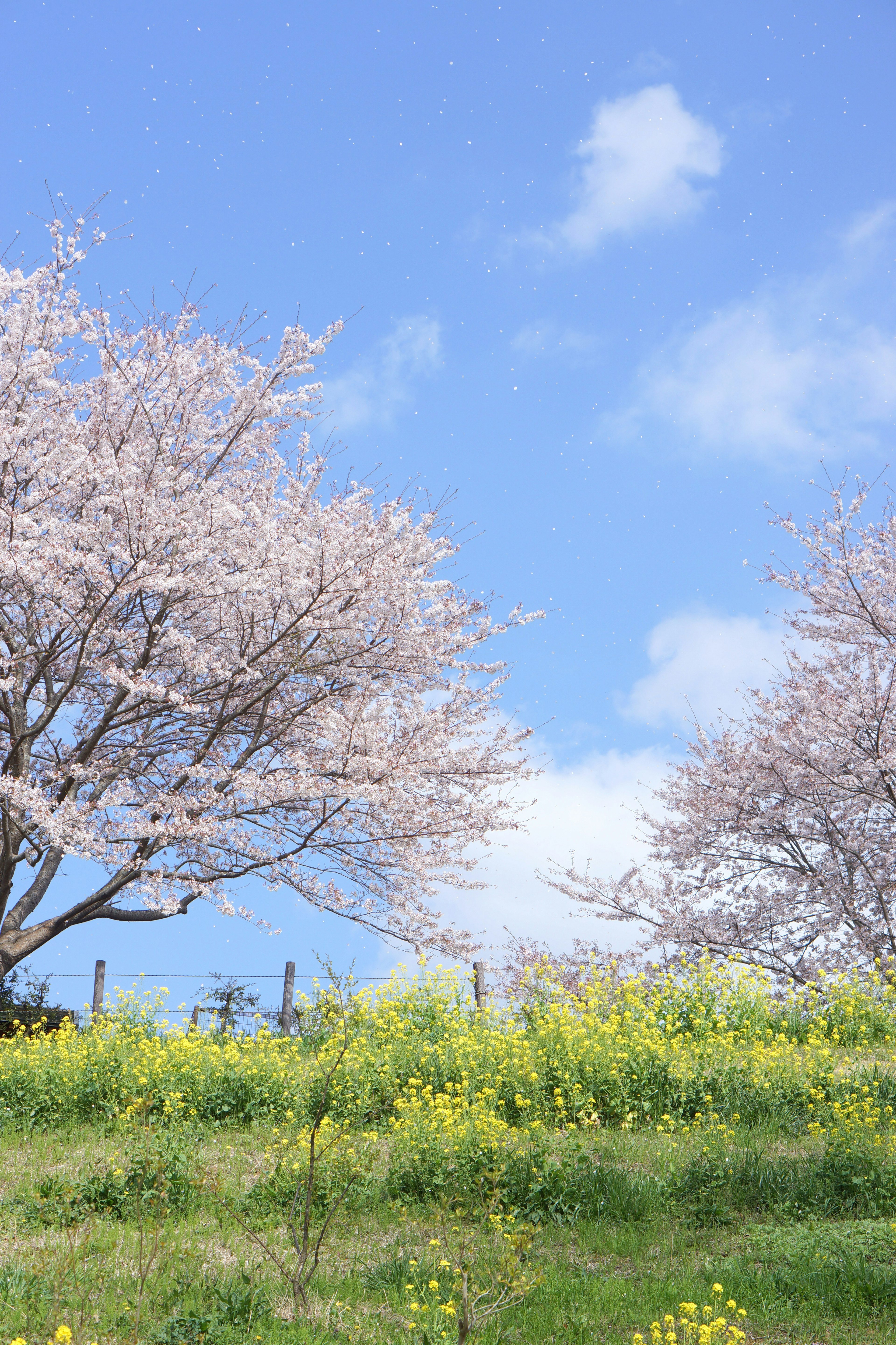 Kirschblütenbäume unter einem blauen Himmel mit einem Feld gelber Blumen