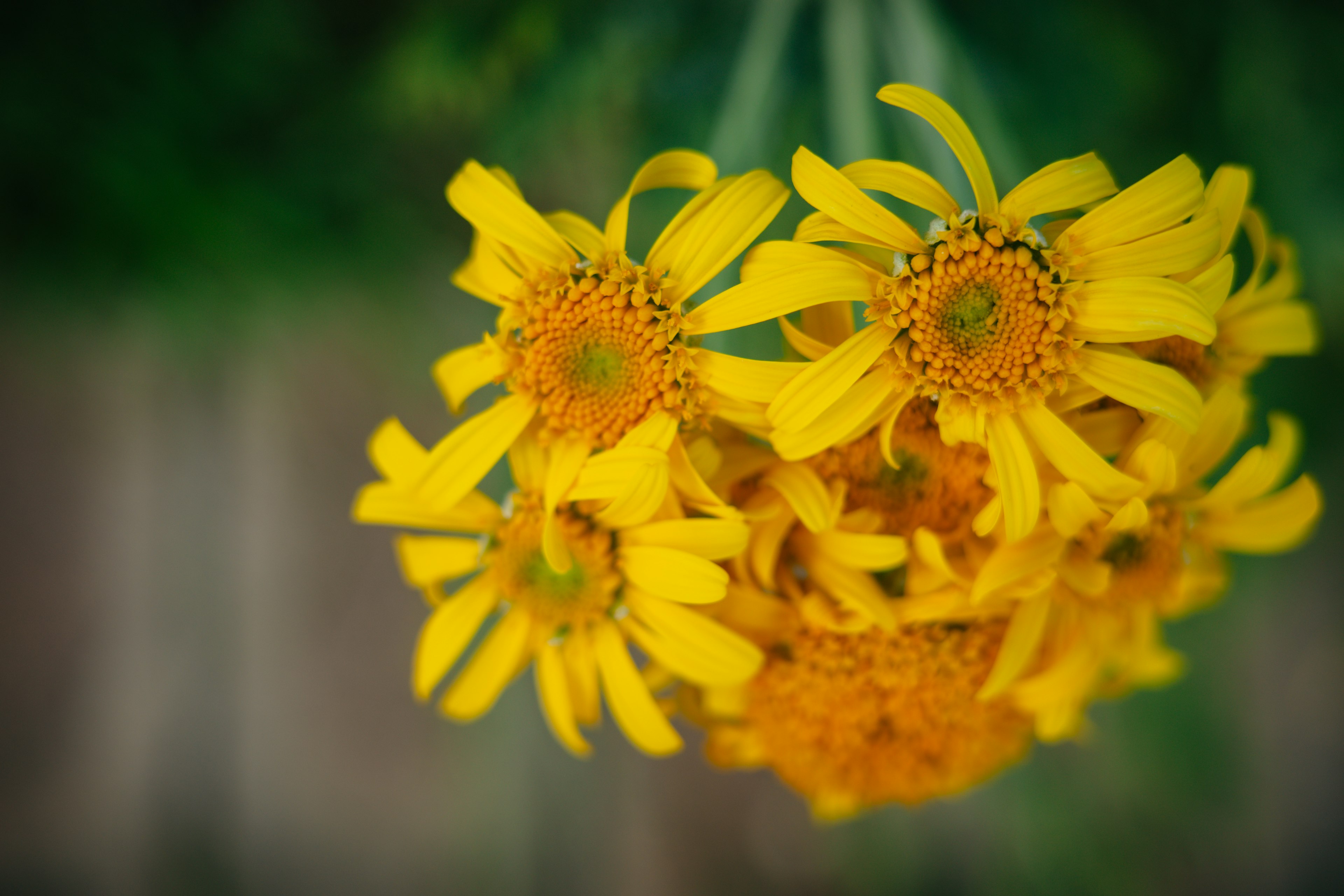 黄色の花が集まった美しいブーケの画像