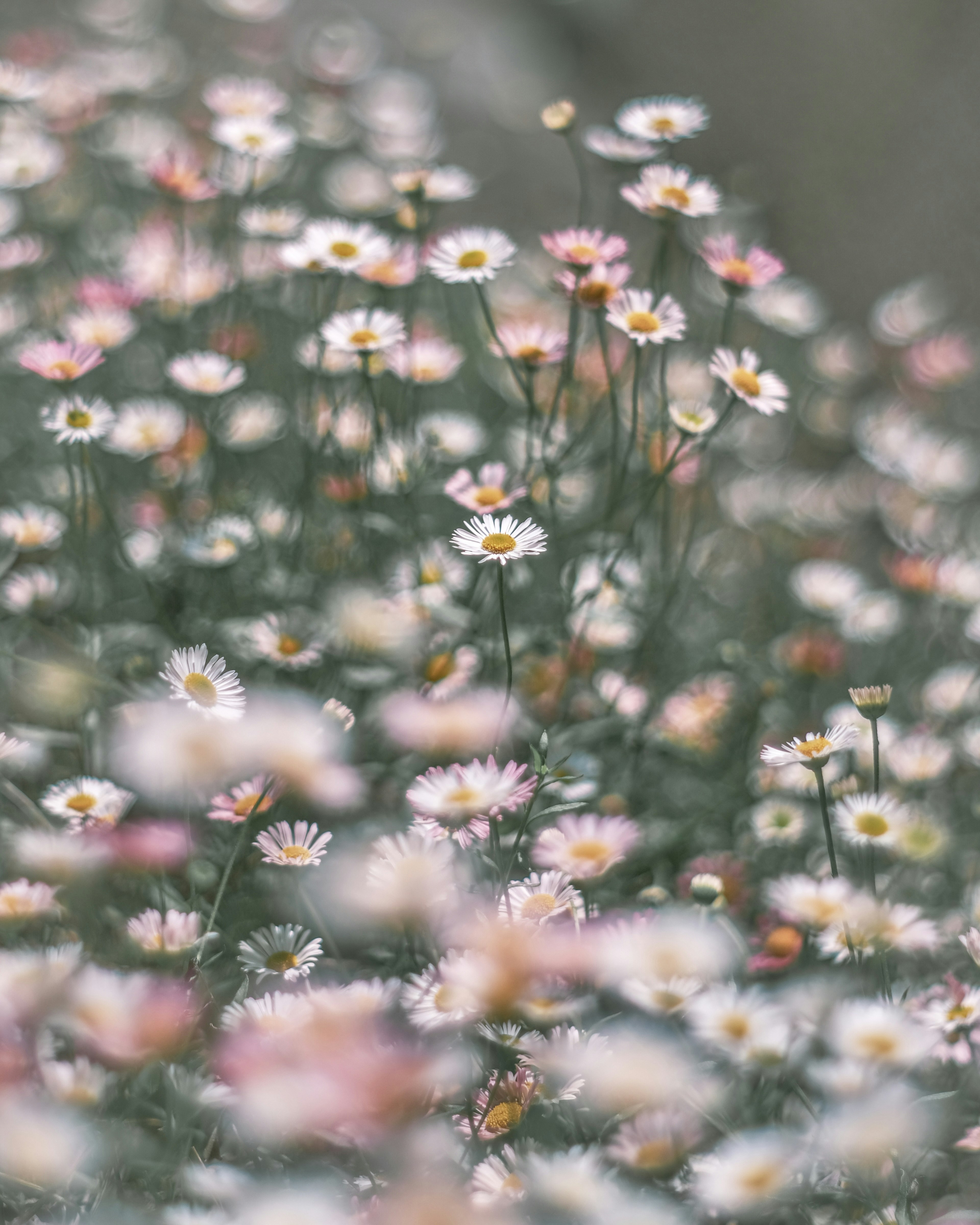 Feld mit sanft gefärbten Blumen in voller Blüte