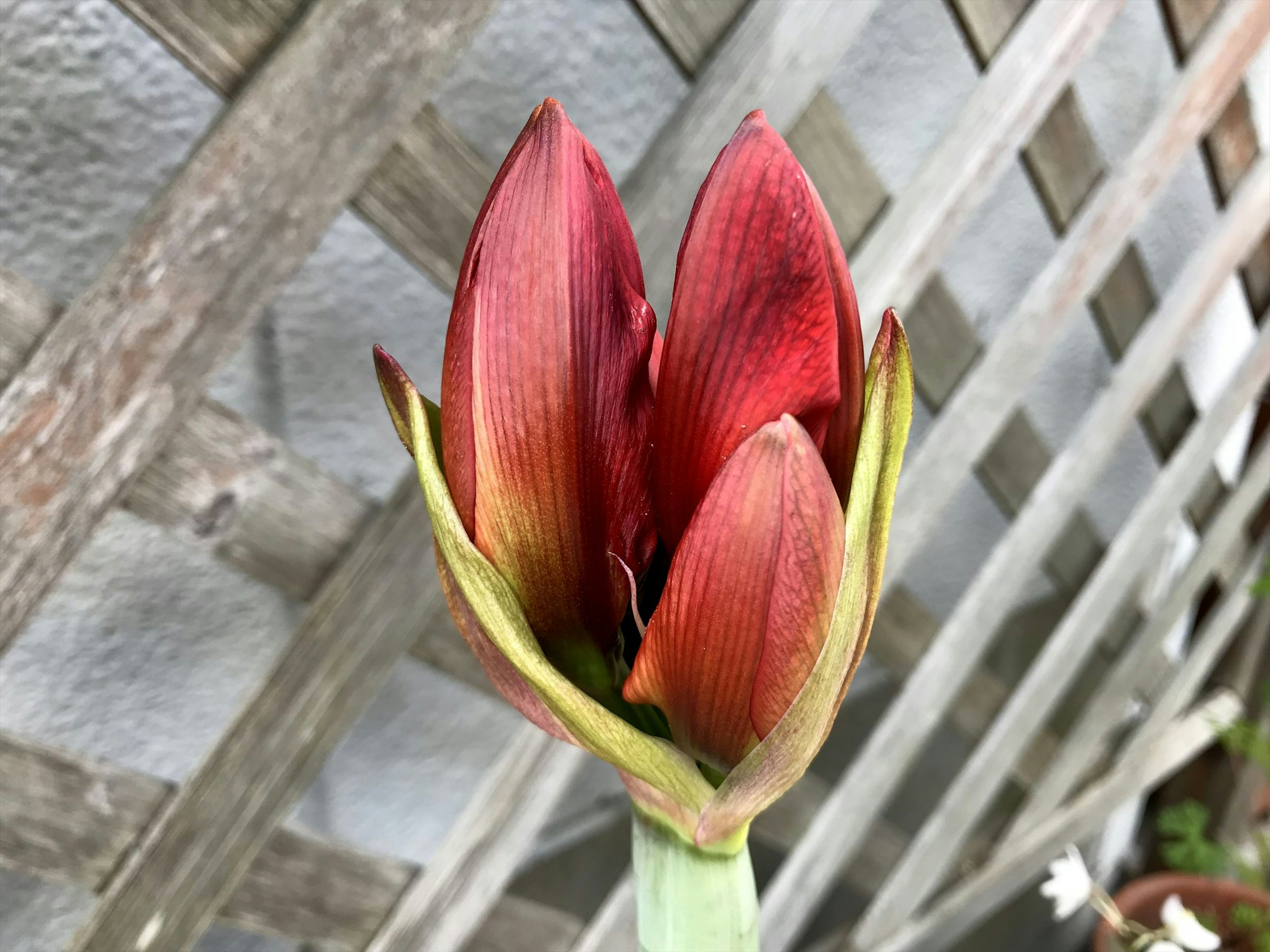 Brote de amarilis rojo que emerge de un tallo verde