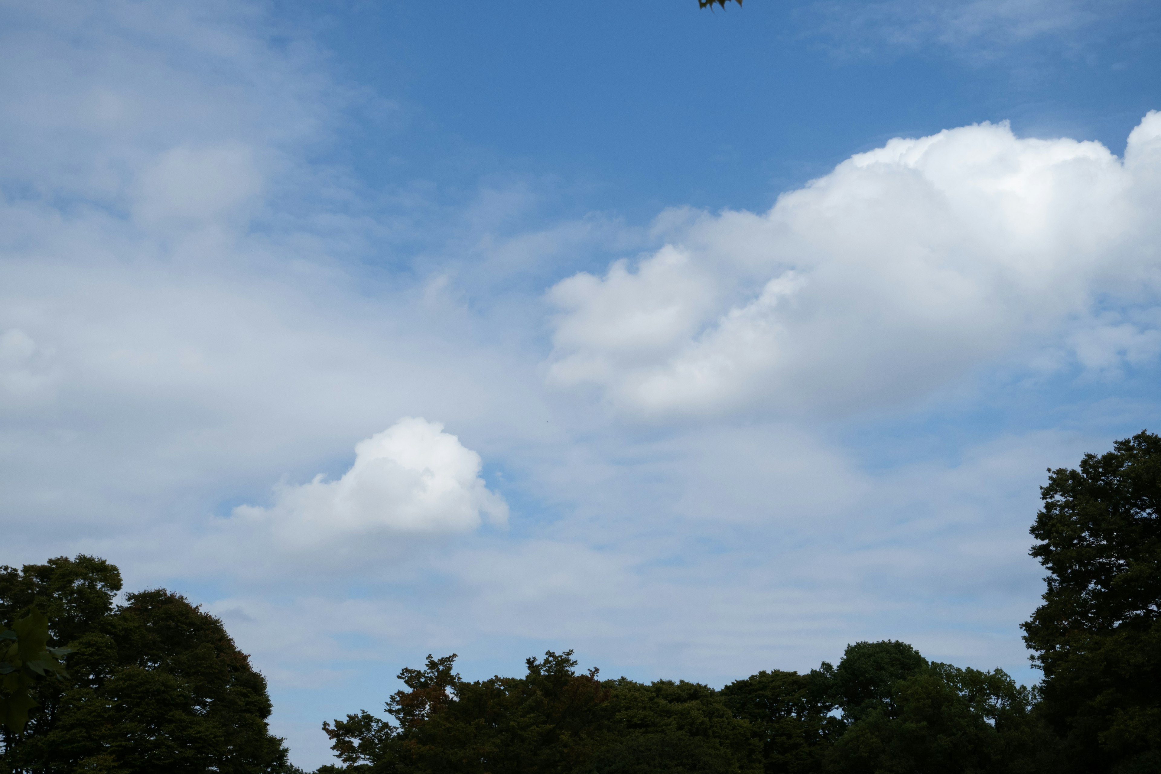 Blick auf den blauen Himmel mit weißen Wolken und grünen Bäumen