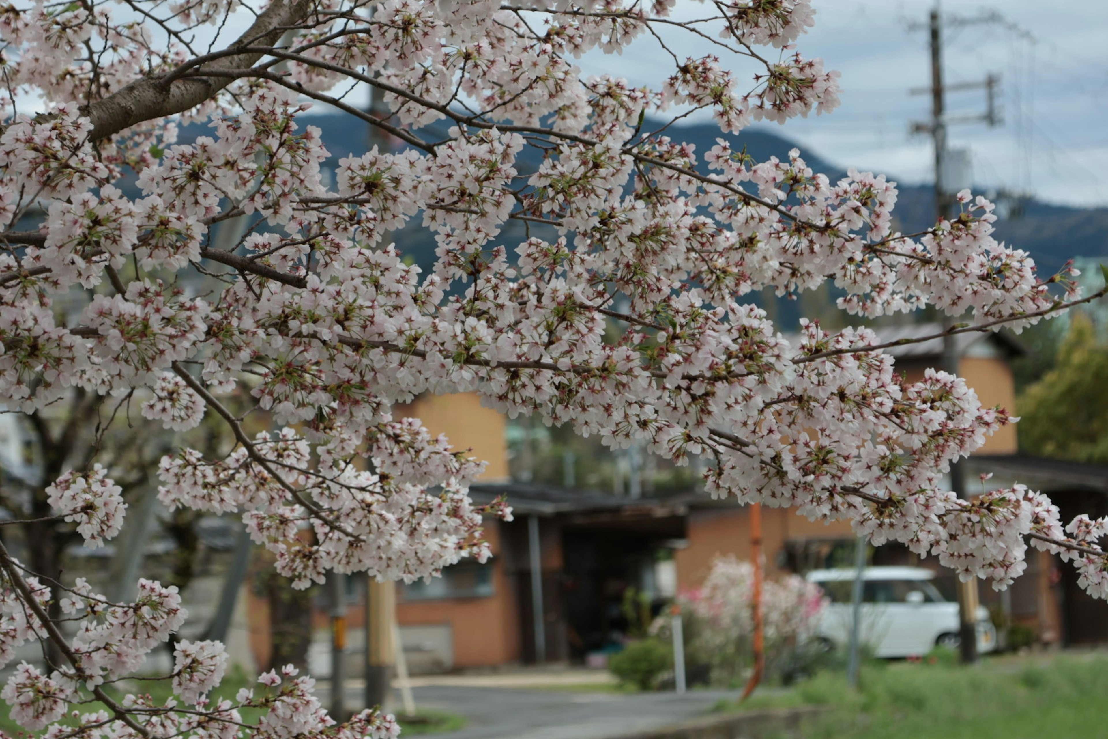 Pohon bunga sakura yang mekar dengan rumah di latar belakang