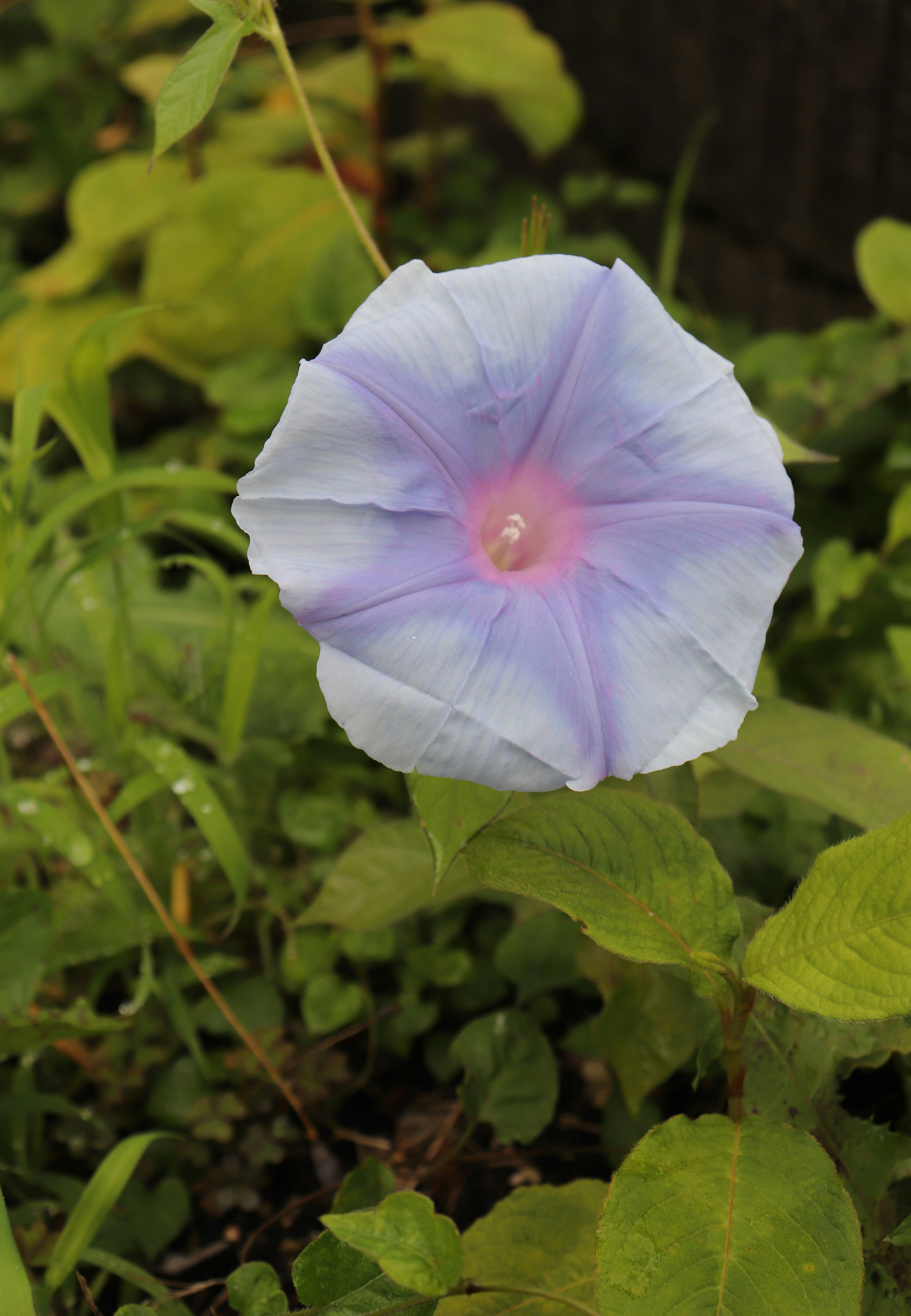 Hellviolette Blume mit rosa Zentrum umgeben von grünen Blättern