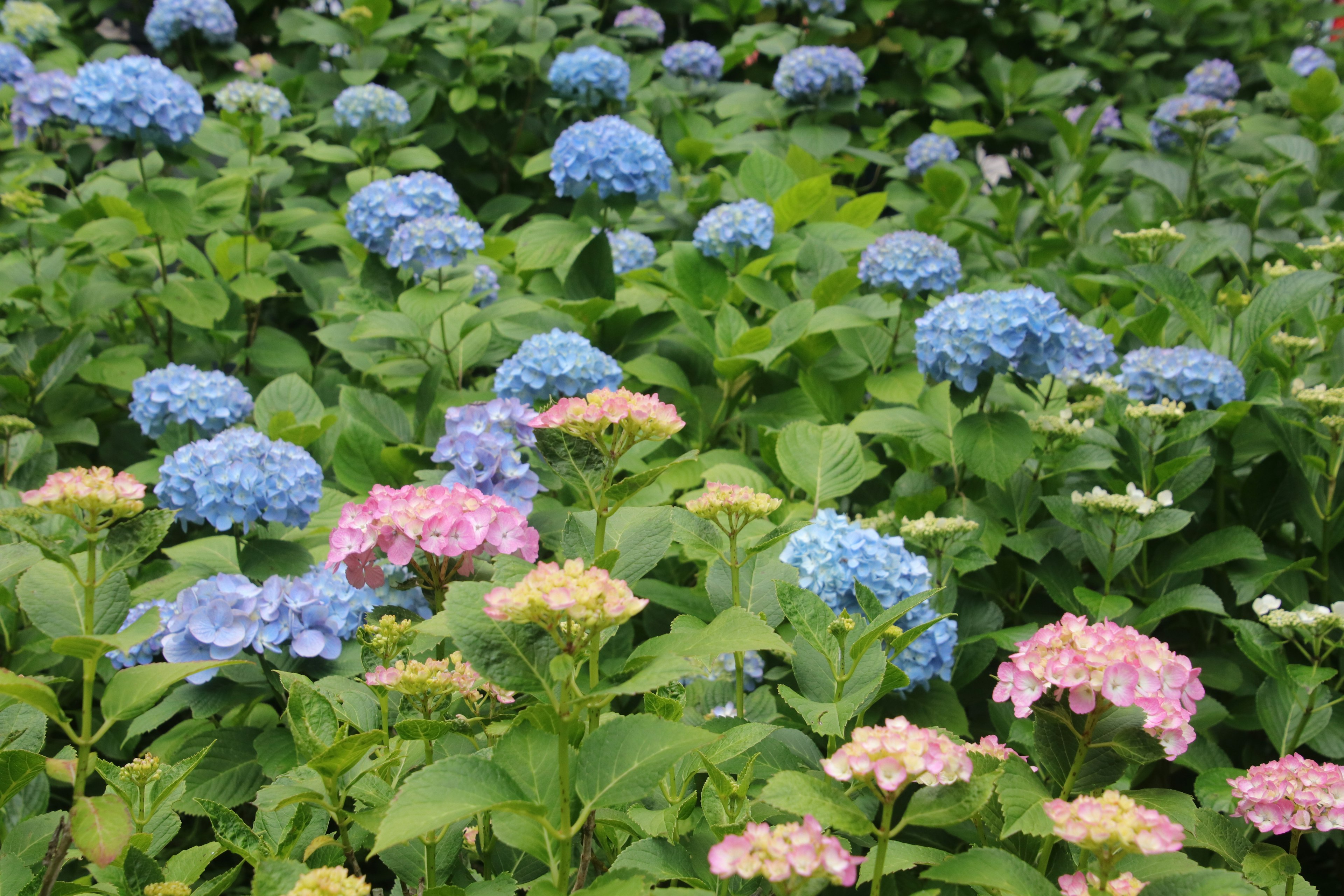 Blue and pink hydrangeas blooming in a green garden