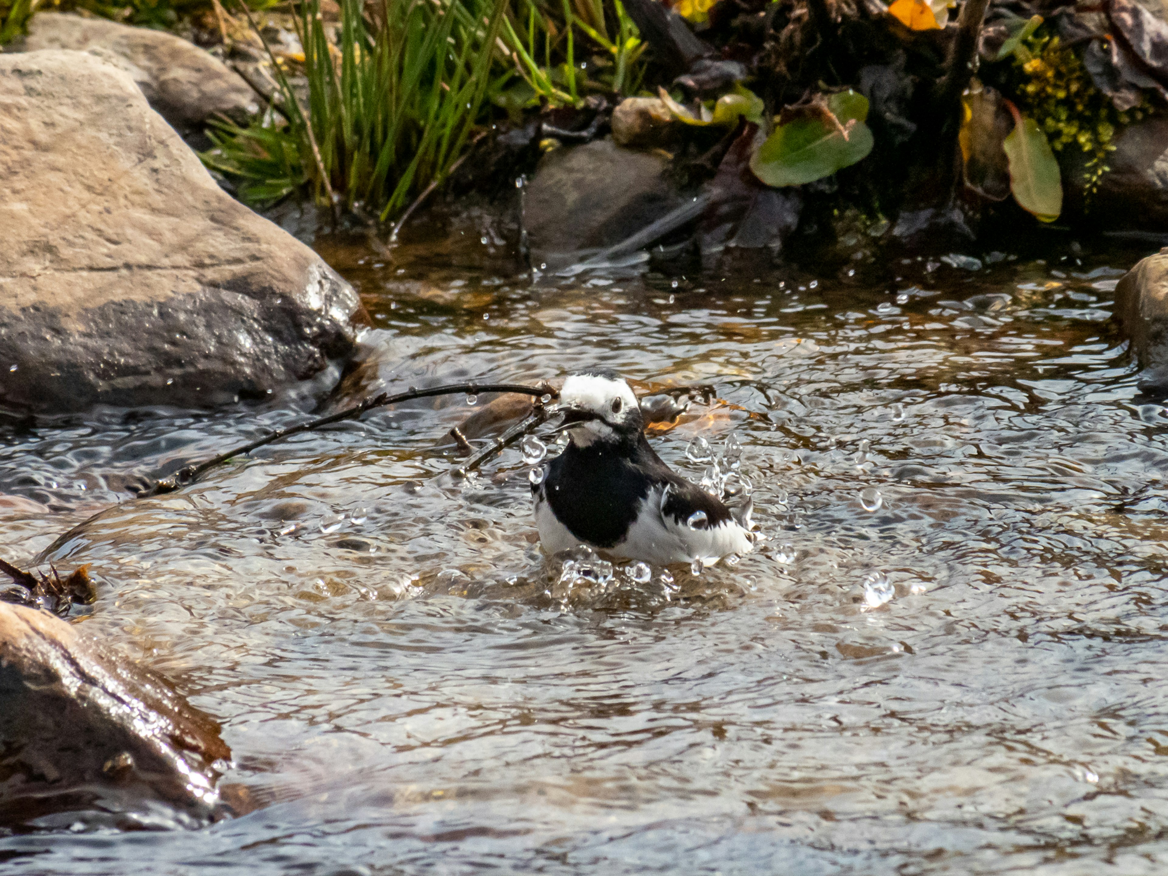 水辺で遊ぶ白黒の鳥が小枝をくわえている