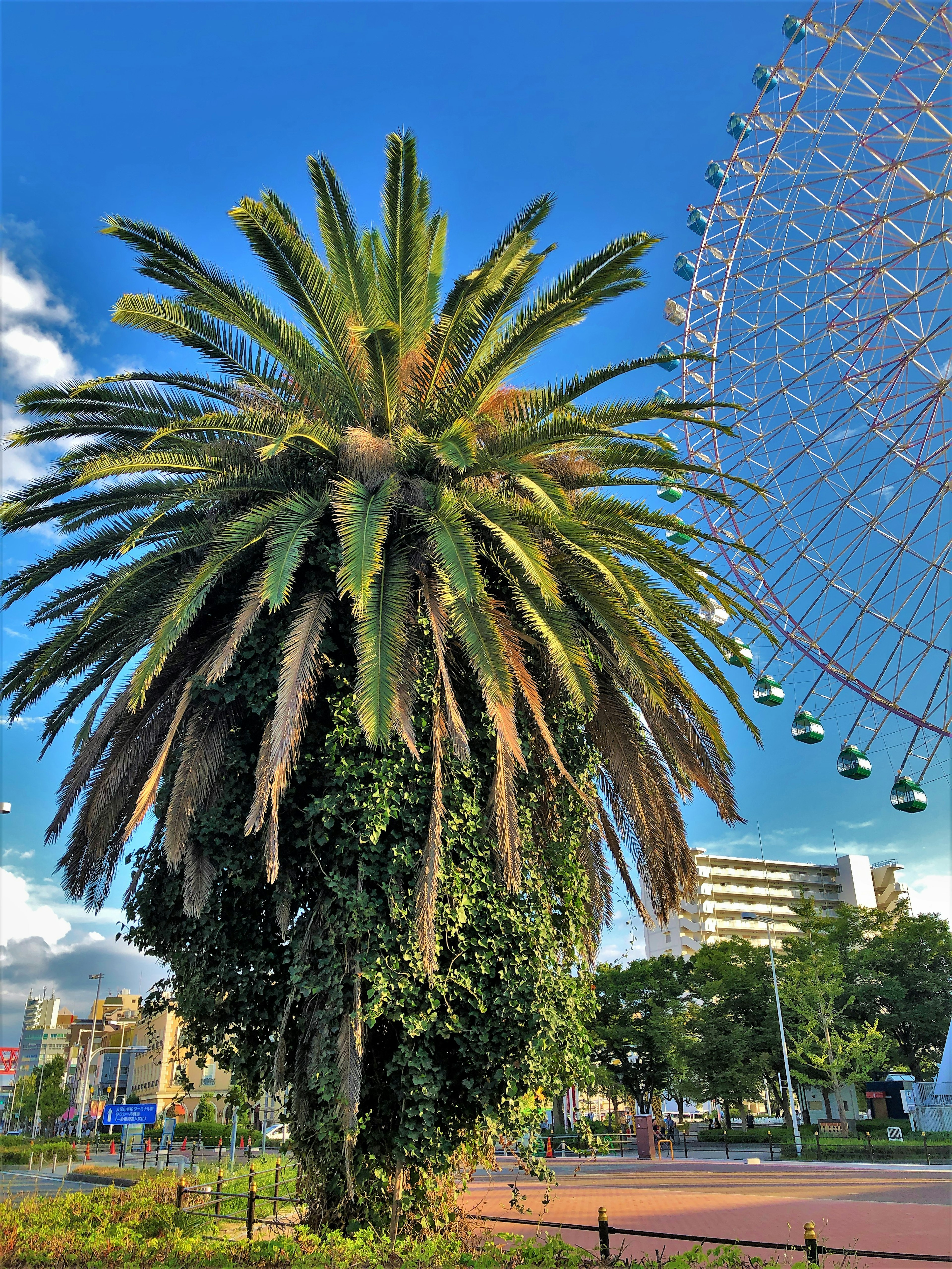 Tall palm tree with lush fronds under a blue sky beside a large Ferris wheel