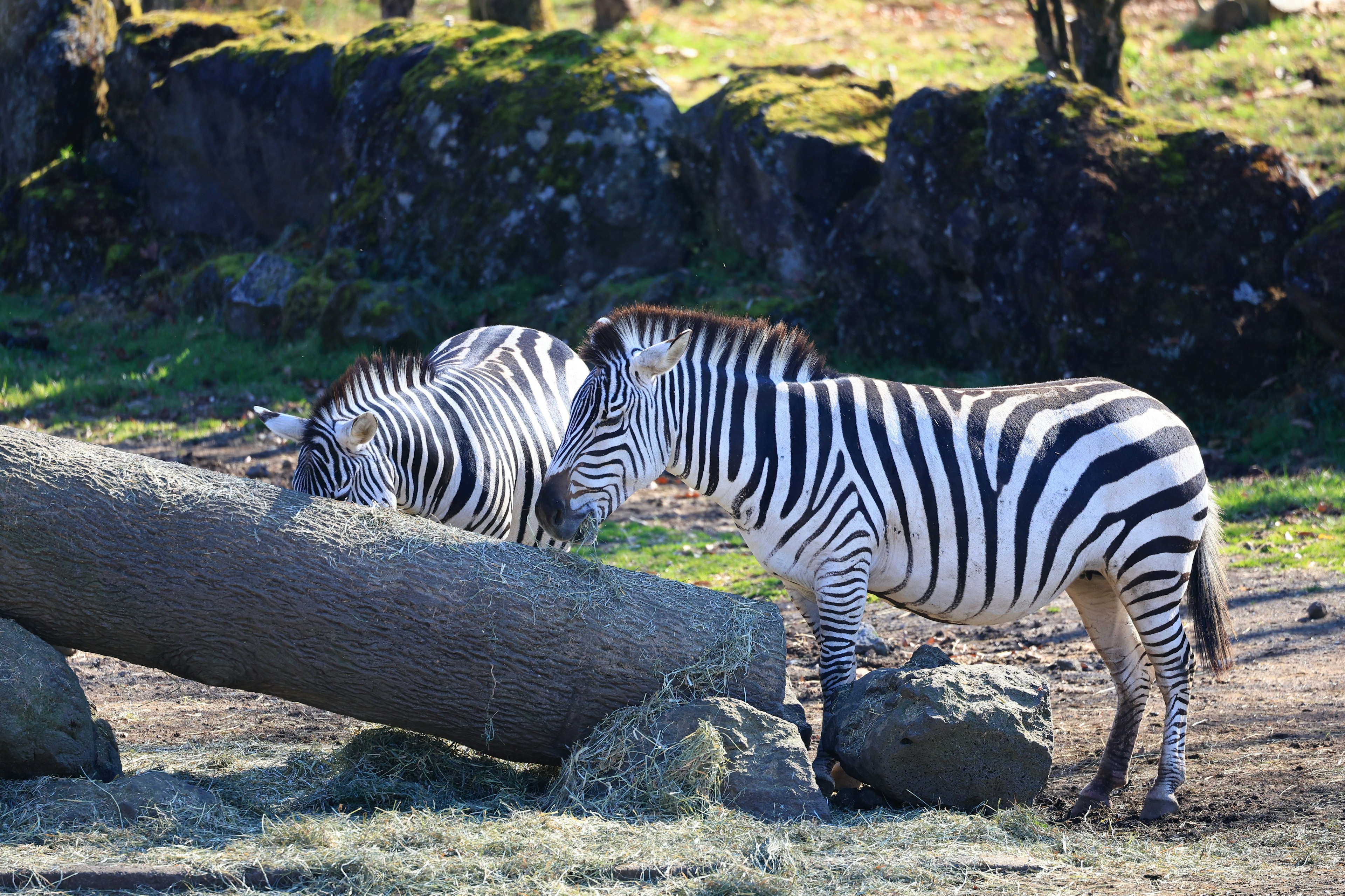 Two zebras interacting near a log in a natural setting