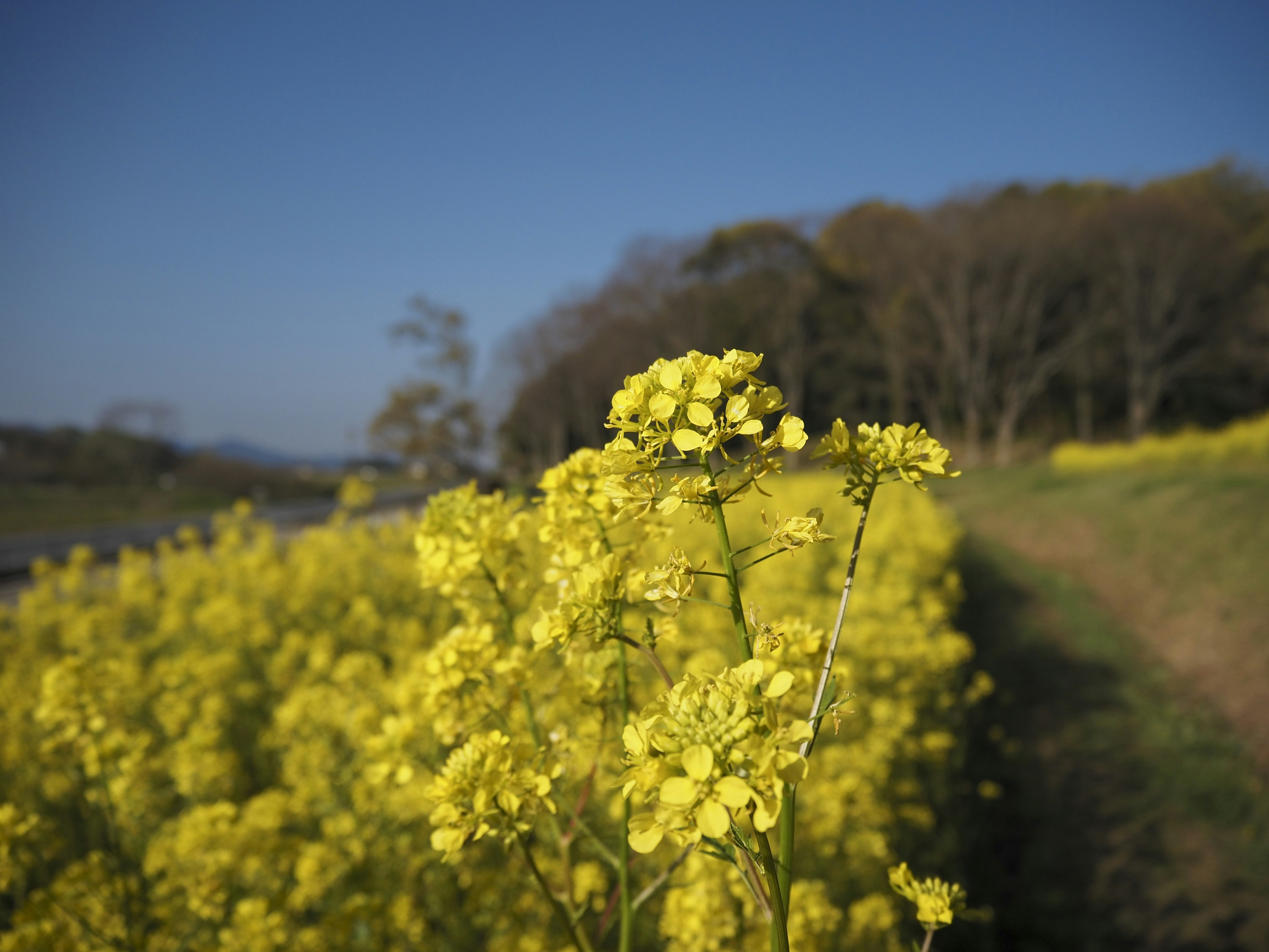 Gros plan sur des fleurs de colza jaunes dans un champ sous un ciel bleu