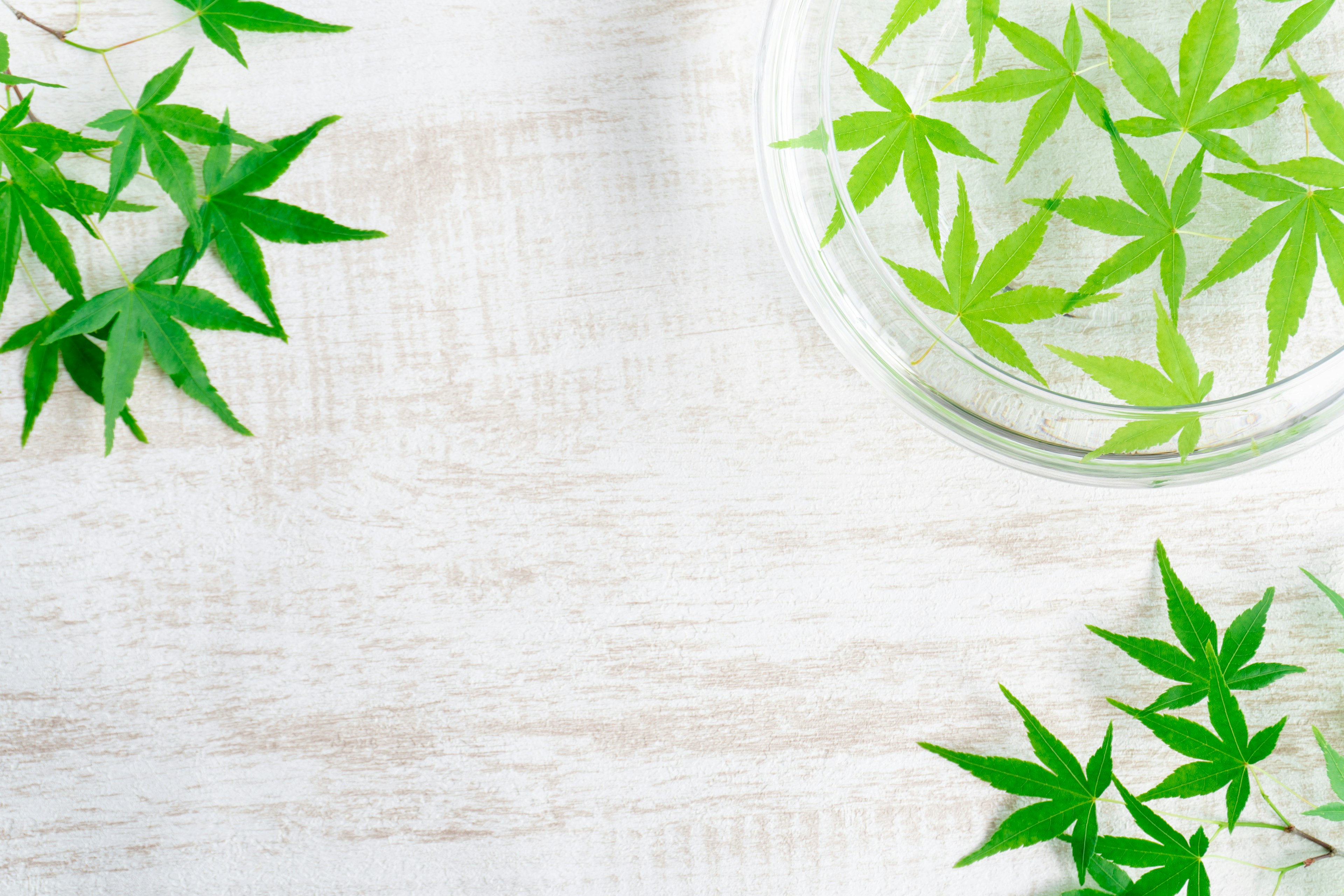 Glass container with green leaves and surrounding foliage