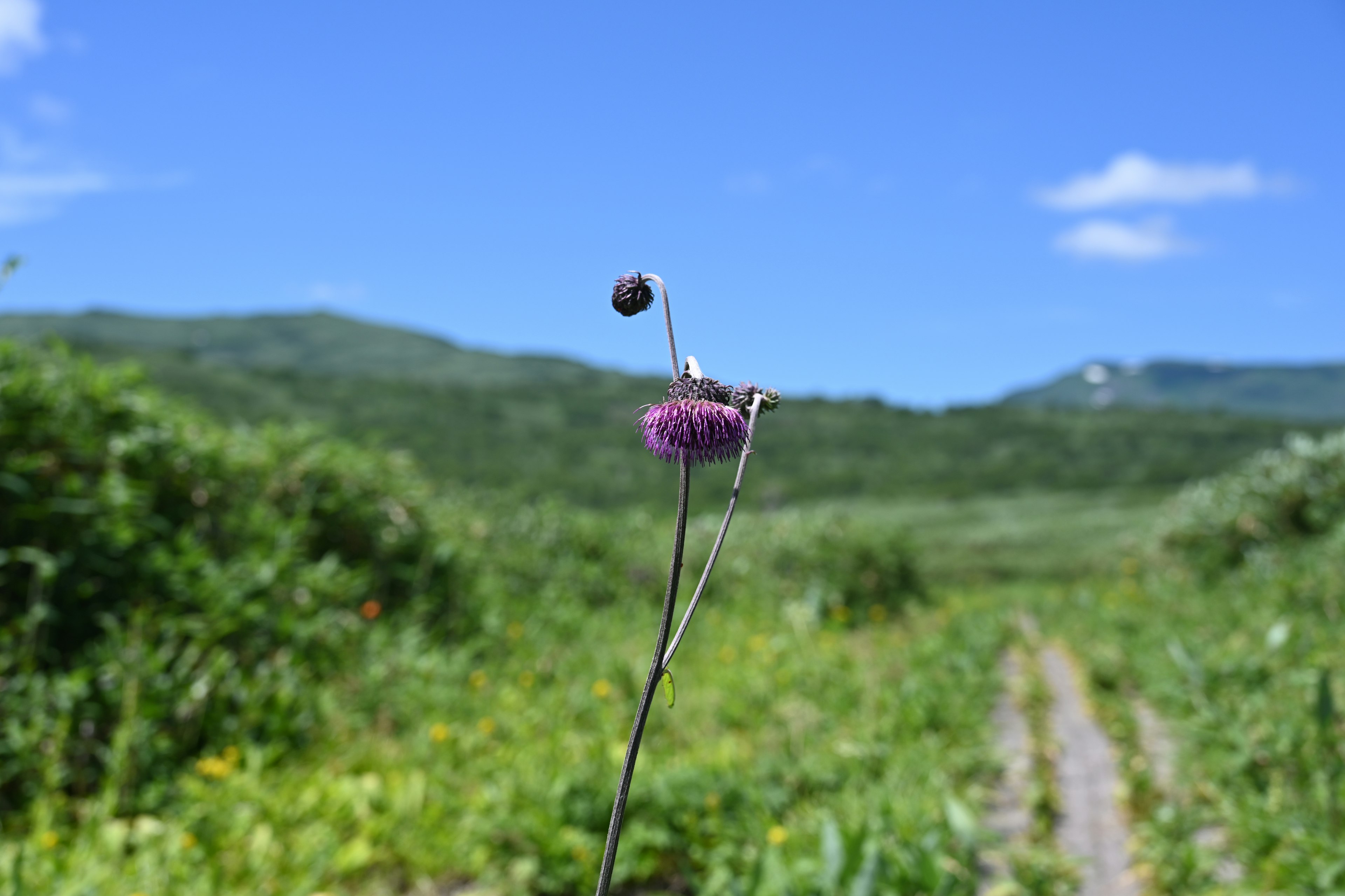 Una flor morada se alza contra un cielo azul en un hermoso paisaje