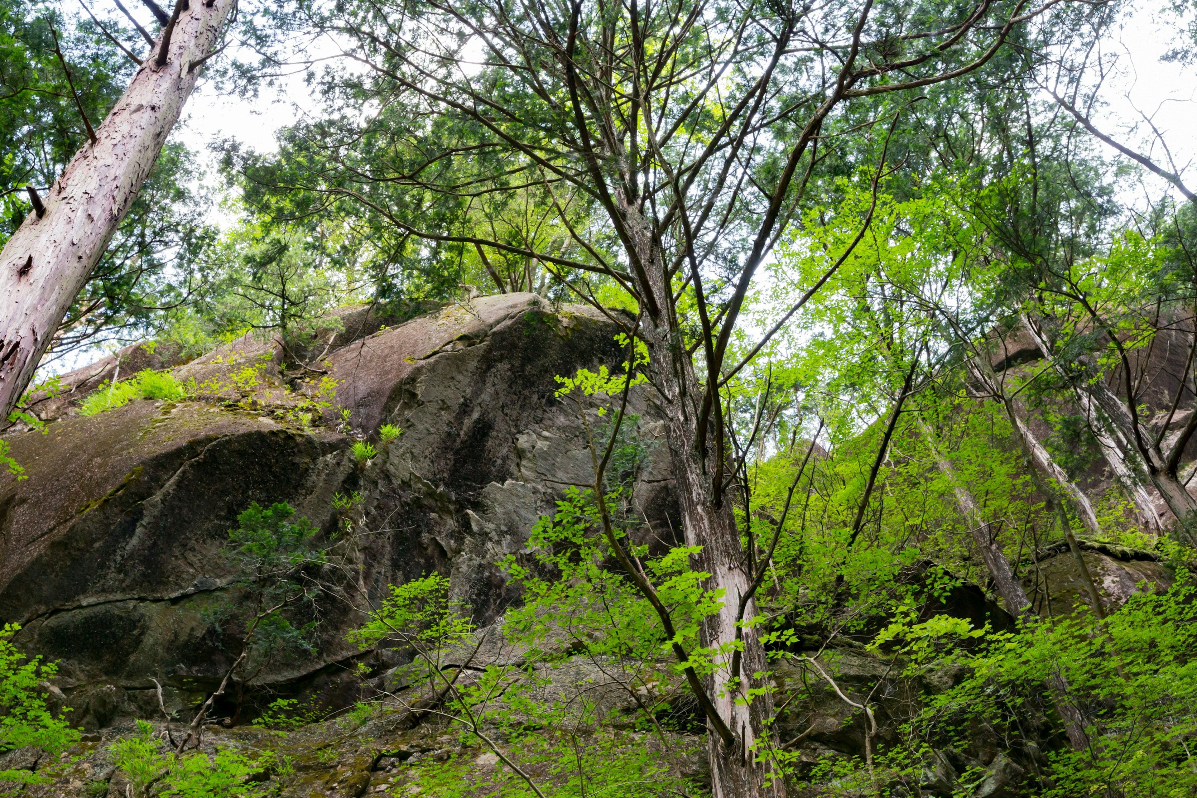 Pemandangan indah batu besar dan pohon di hutan hijau