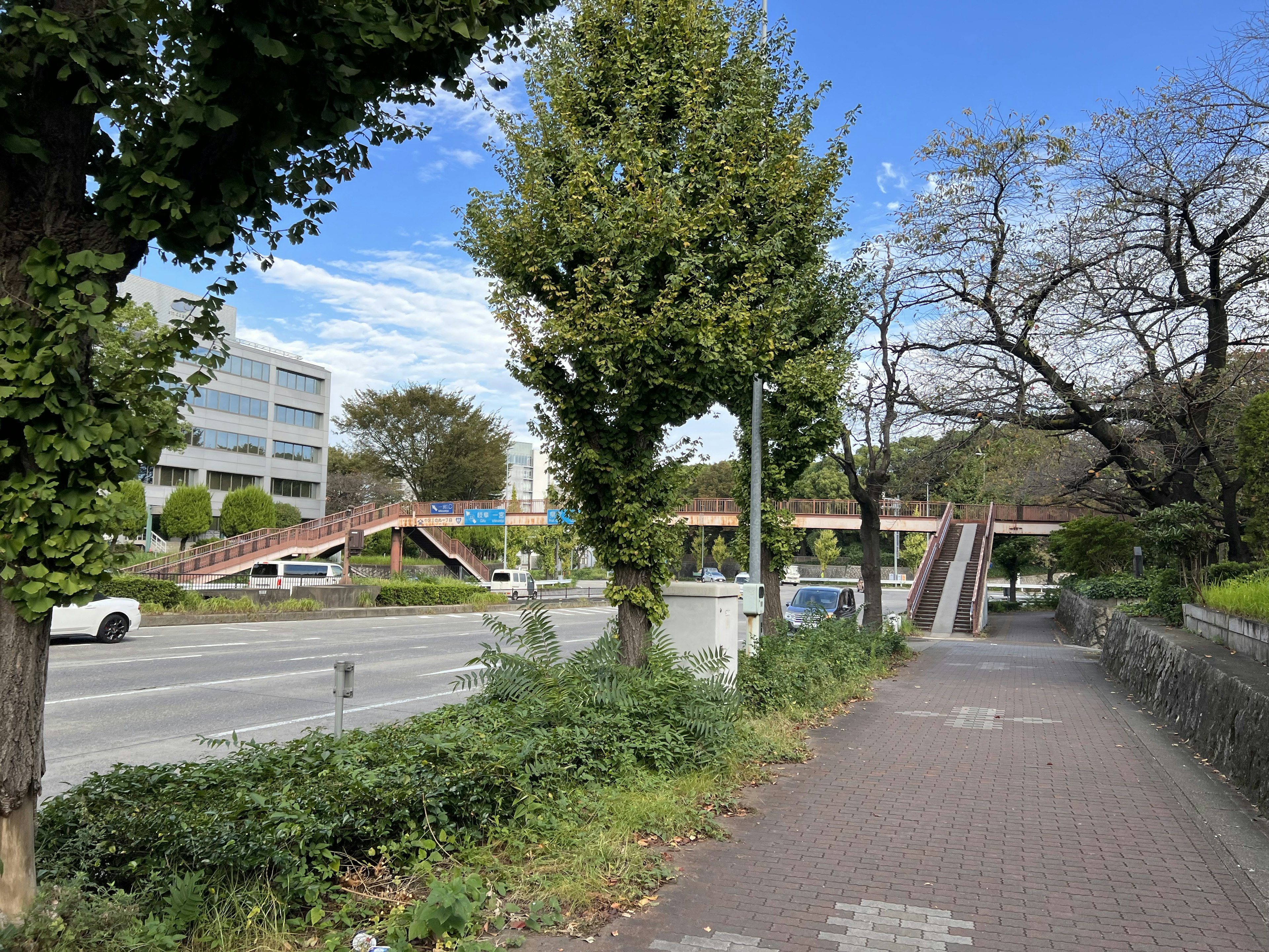 Sidewalk and road scene under blue sky featuring large trees and pathway