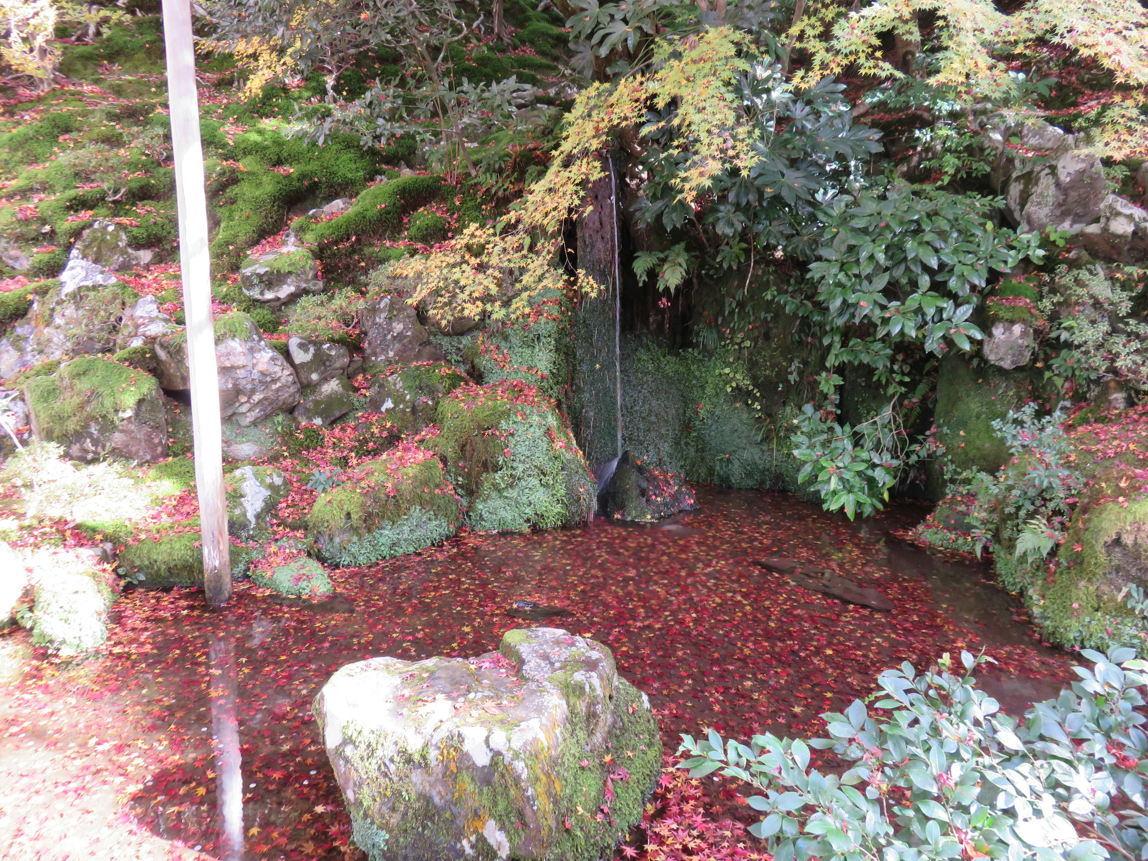 緑の苔と紅葉の落ち葉に囲まれた小さな池があり、岩と水の流れが見える静かな風景