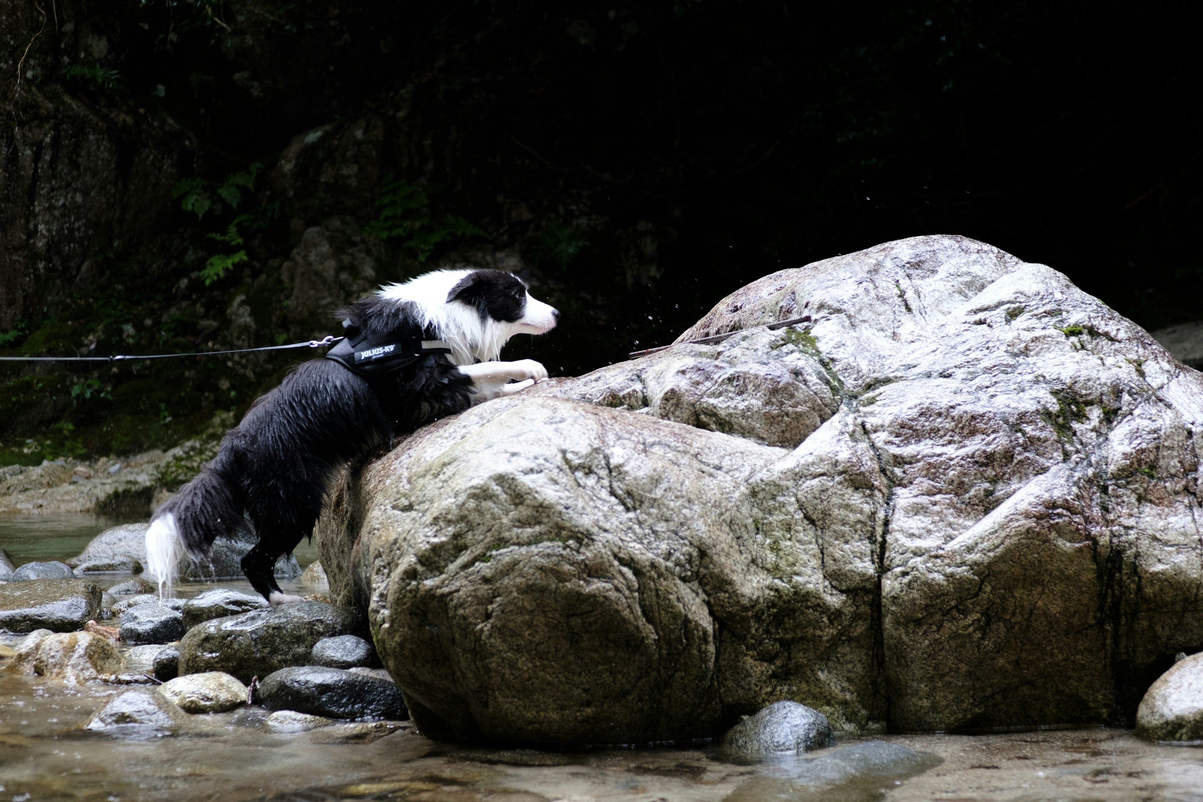 Perro negro y blanco intentando escalar una gran roca