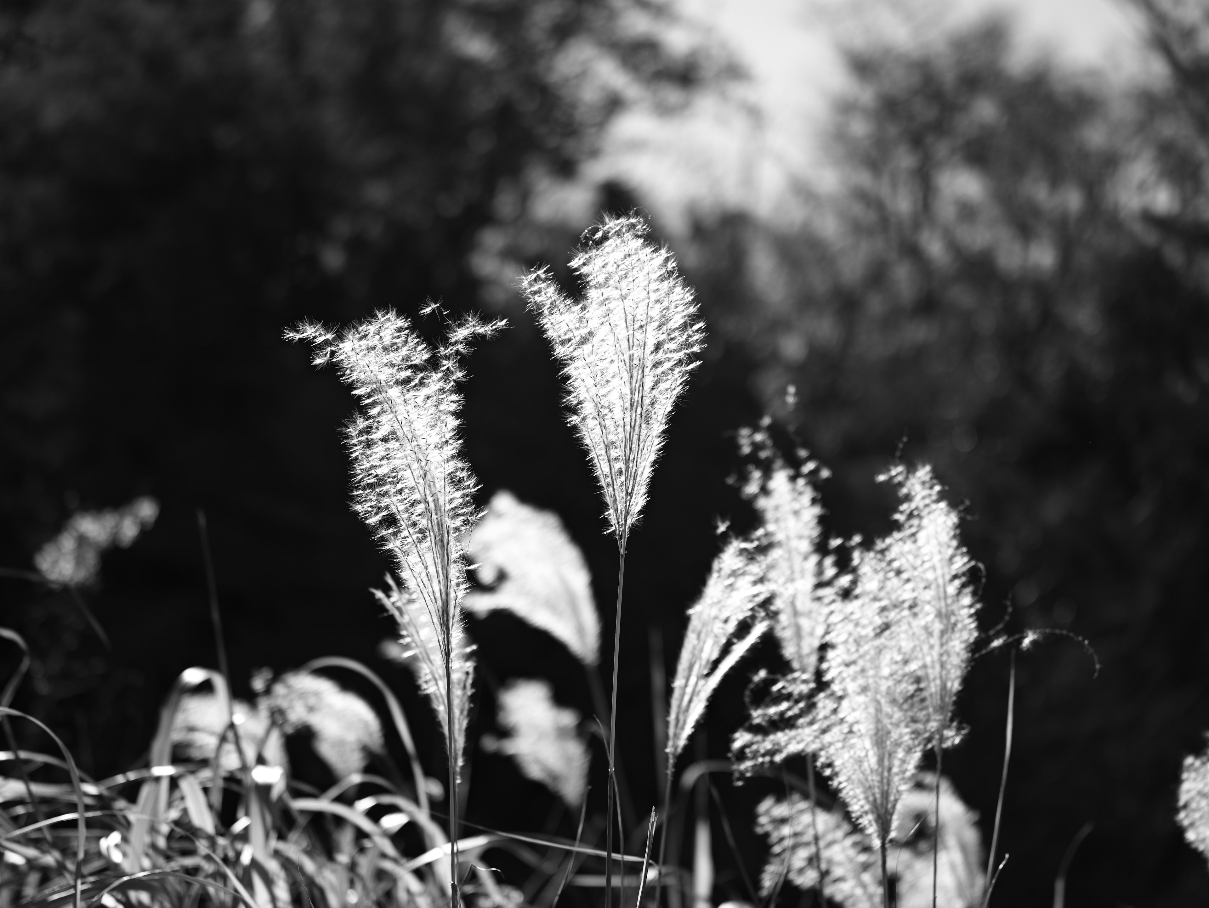 Cluster of grass flowers with plumes against a black and white background