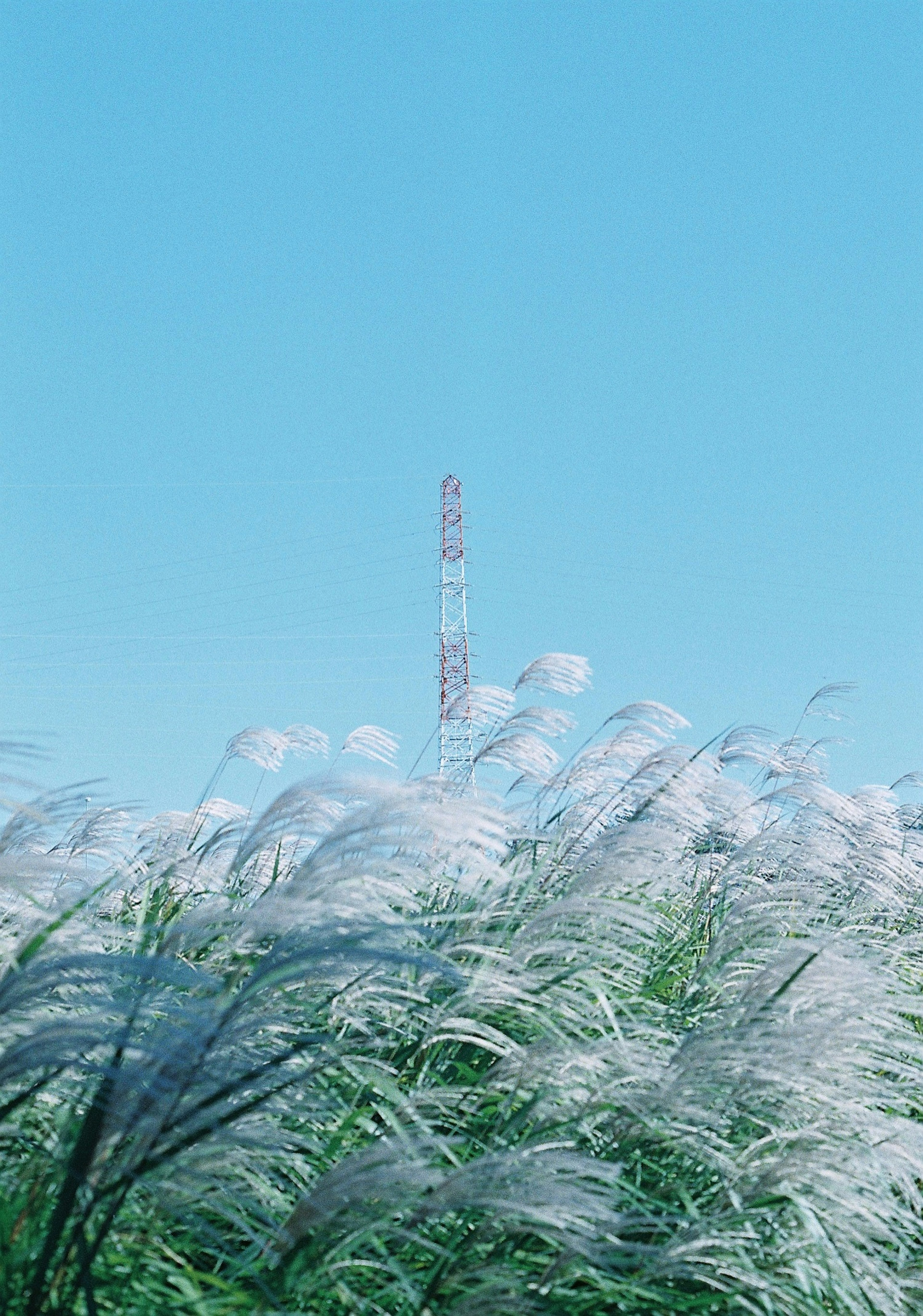 Kommunikationsturm unter einem klaren blauen Himmel mit weißem Gras