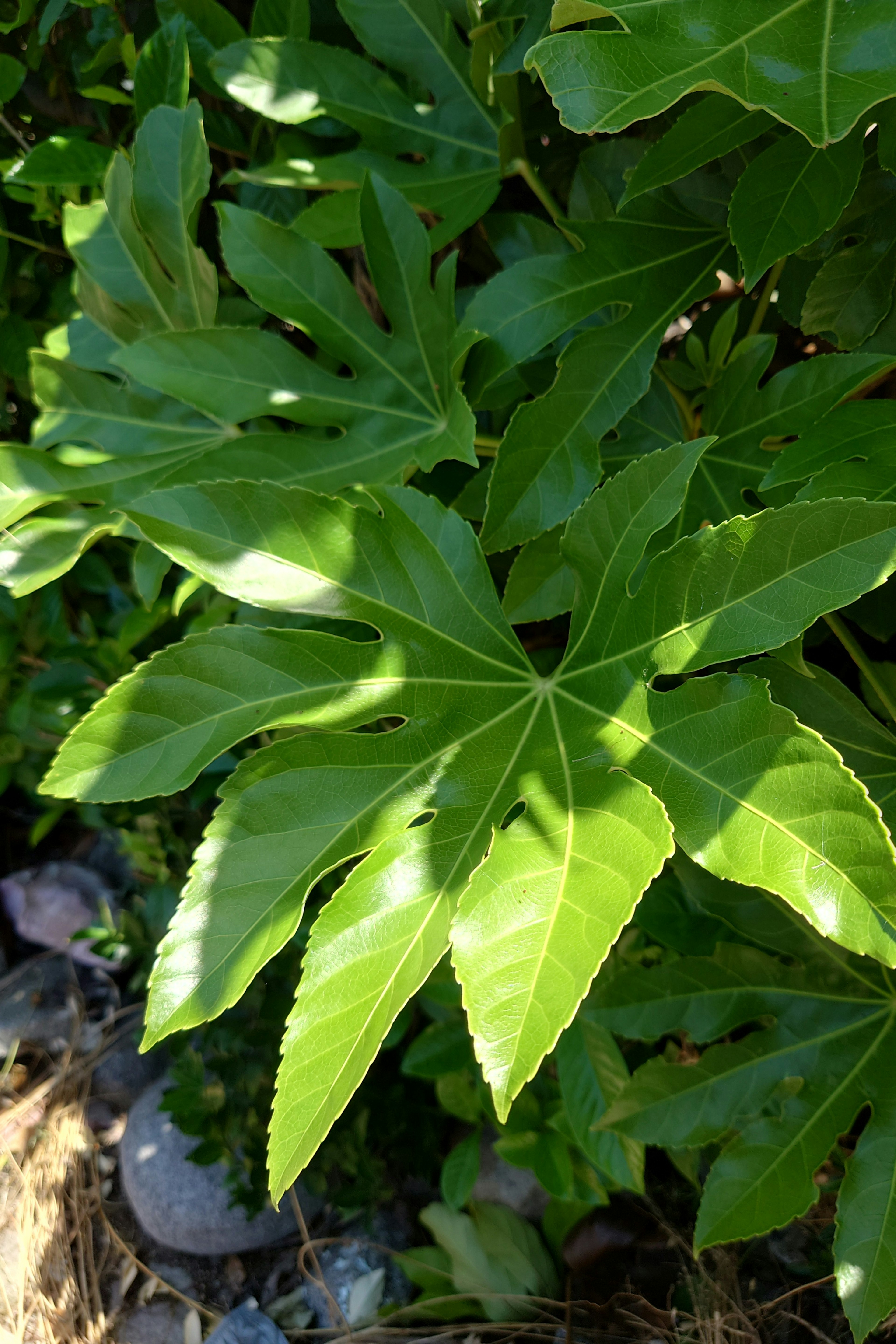 Close-up tanaman hijau subur dengan daun mengkilap