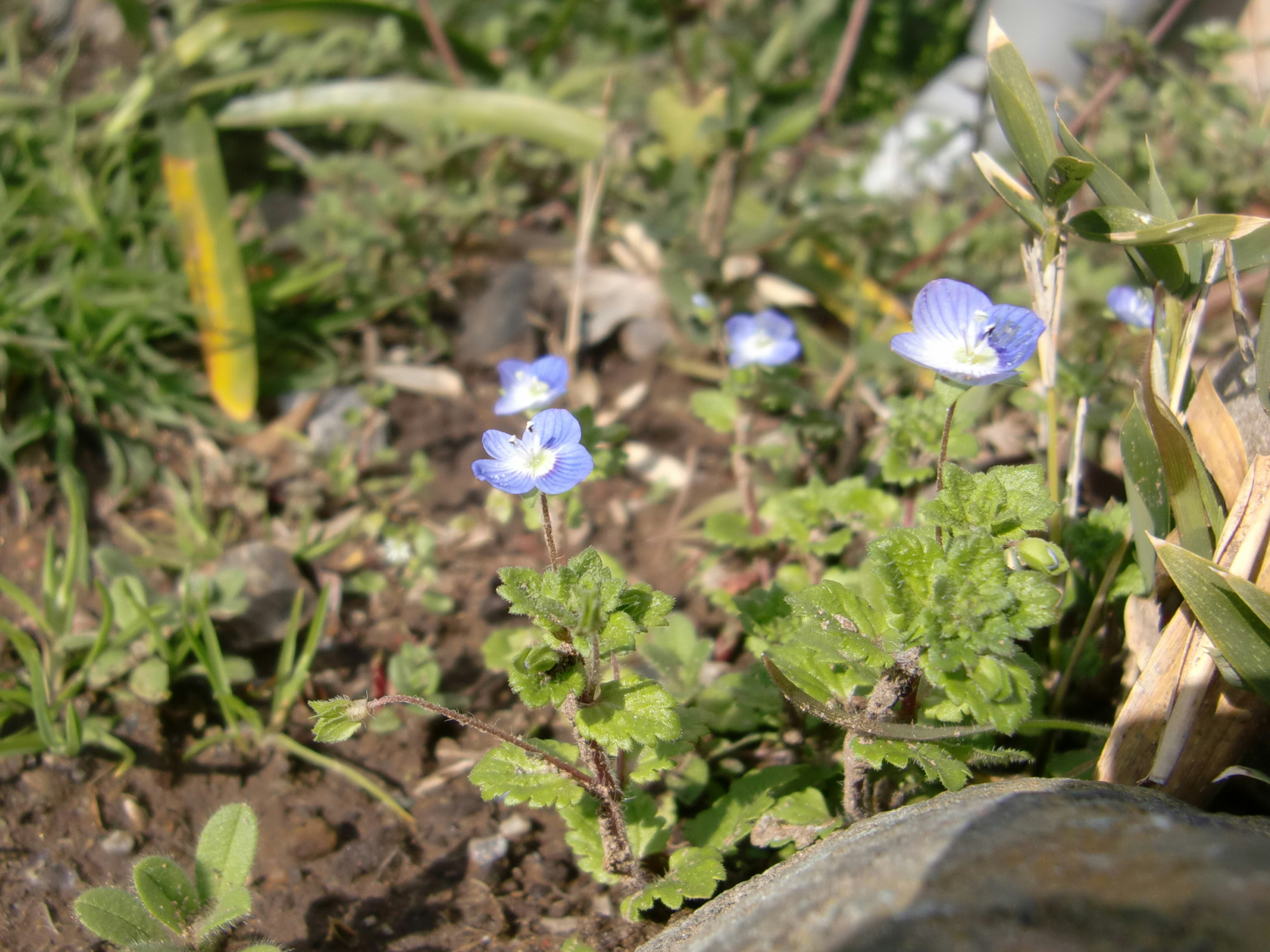 Sekelompok bunga biru kecil dan daun hijau tumbuh di tanah