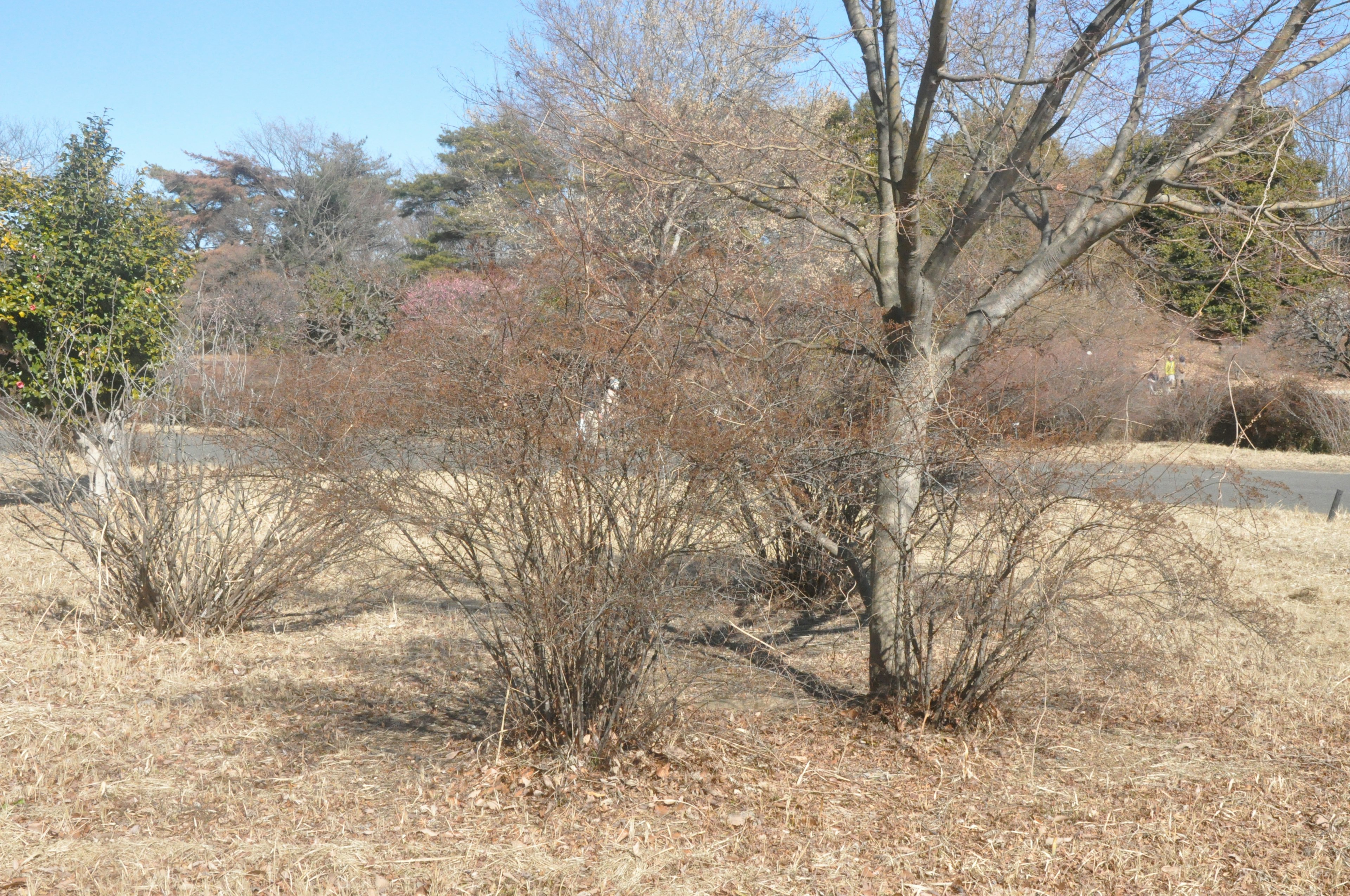 Sparse landscape with dry grass featuring small trees and shrubs