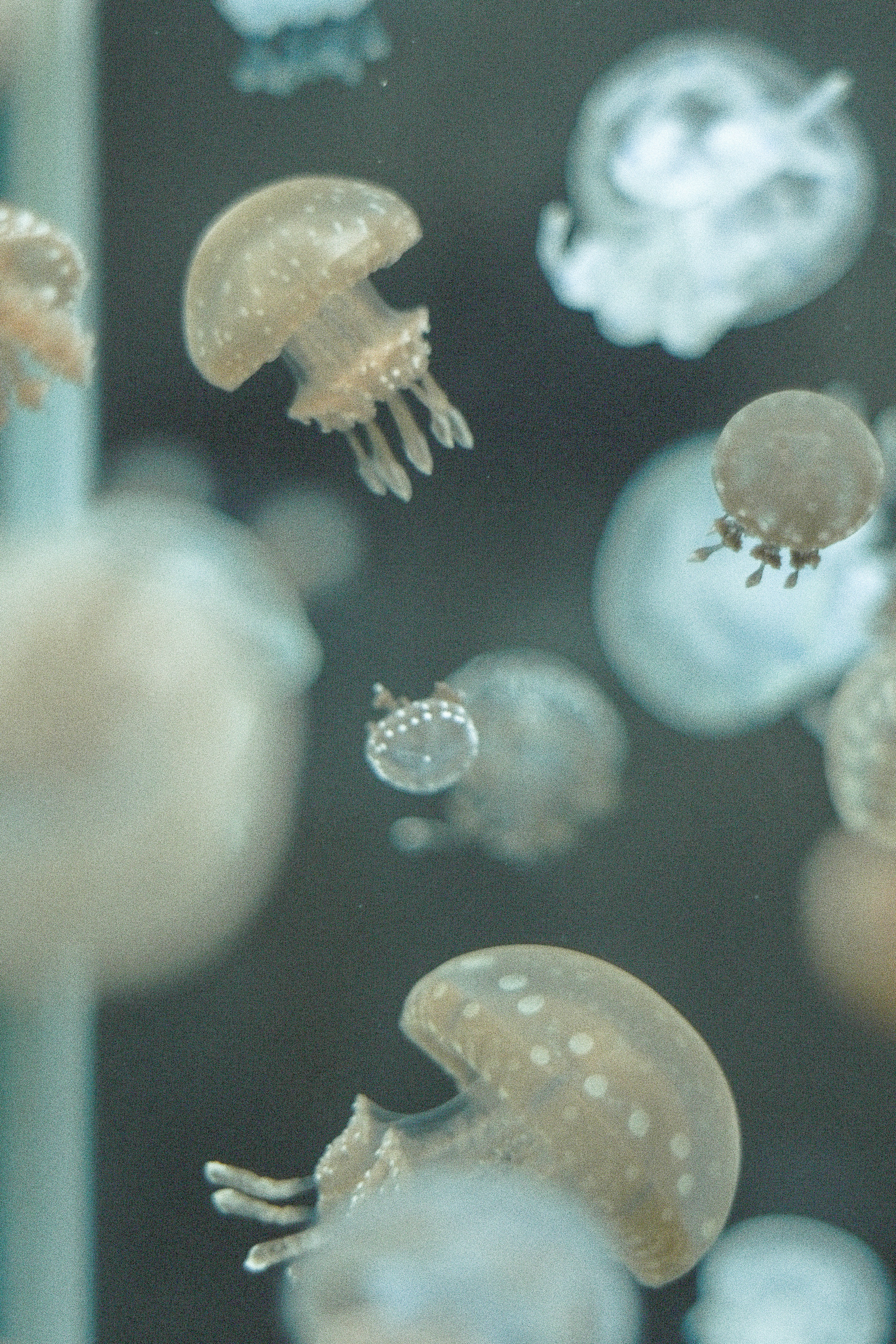 Meduse trasparenti che fluttuano in un acquario