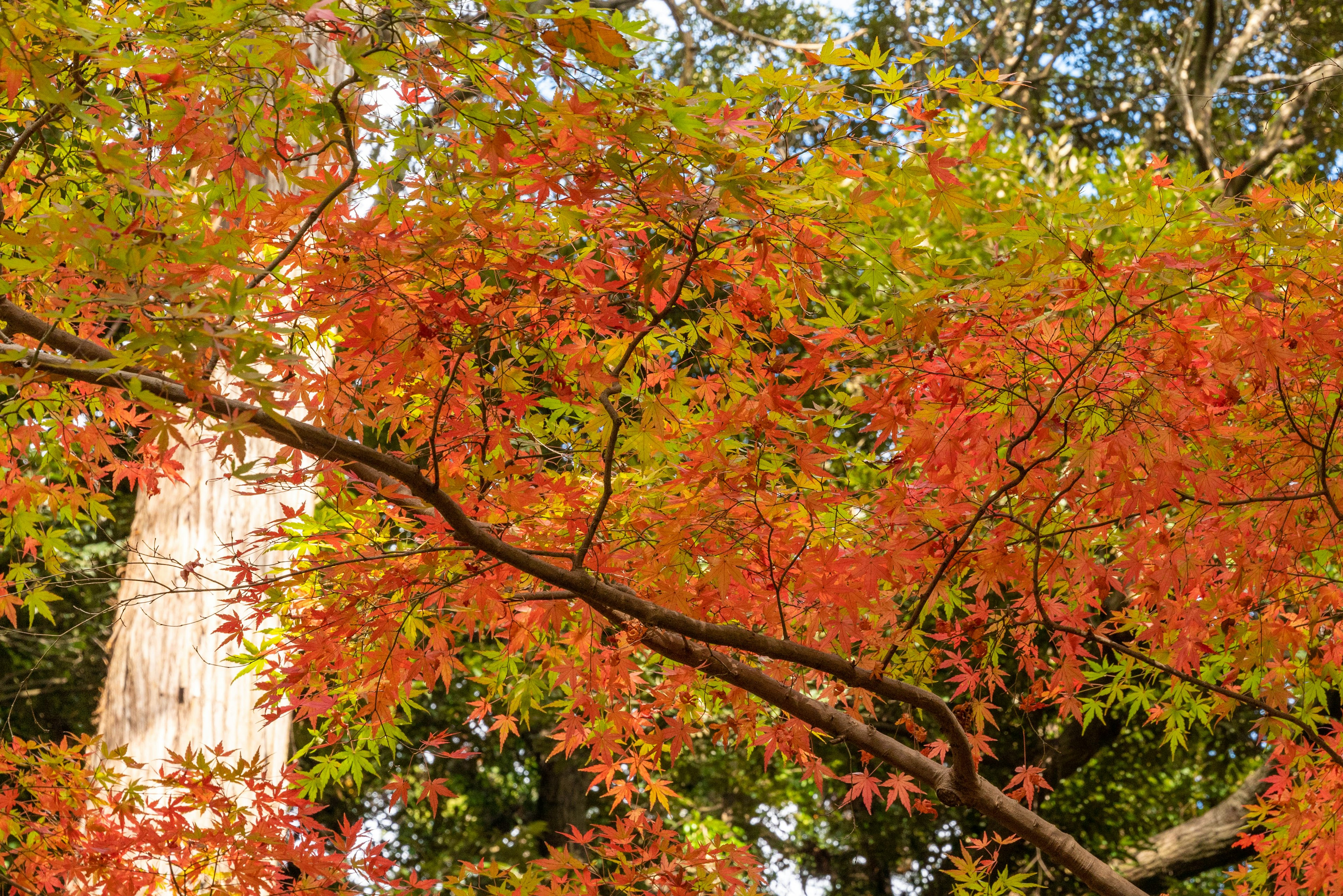 樹枝上鮮豔的紅色和橙色葉子