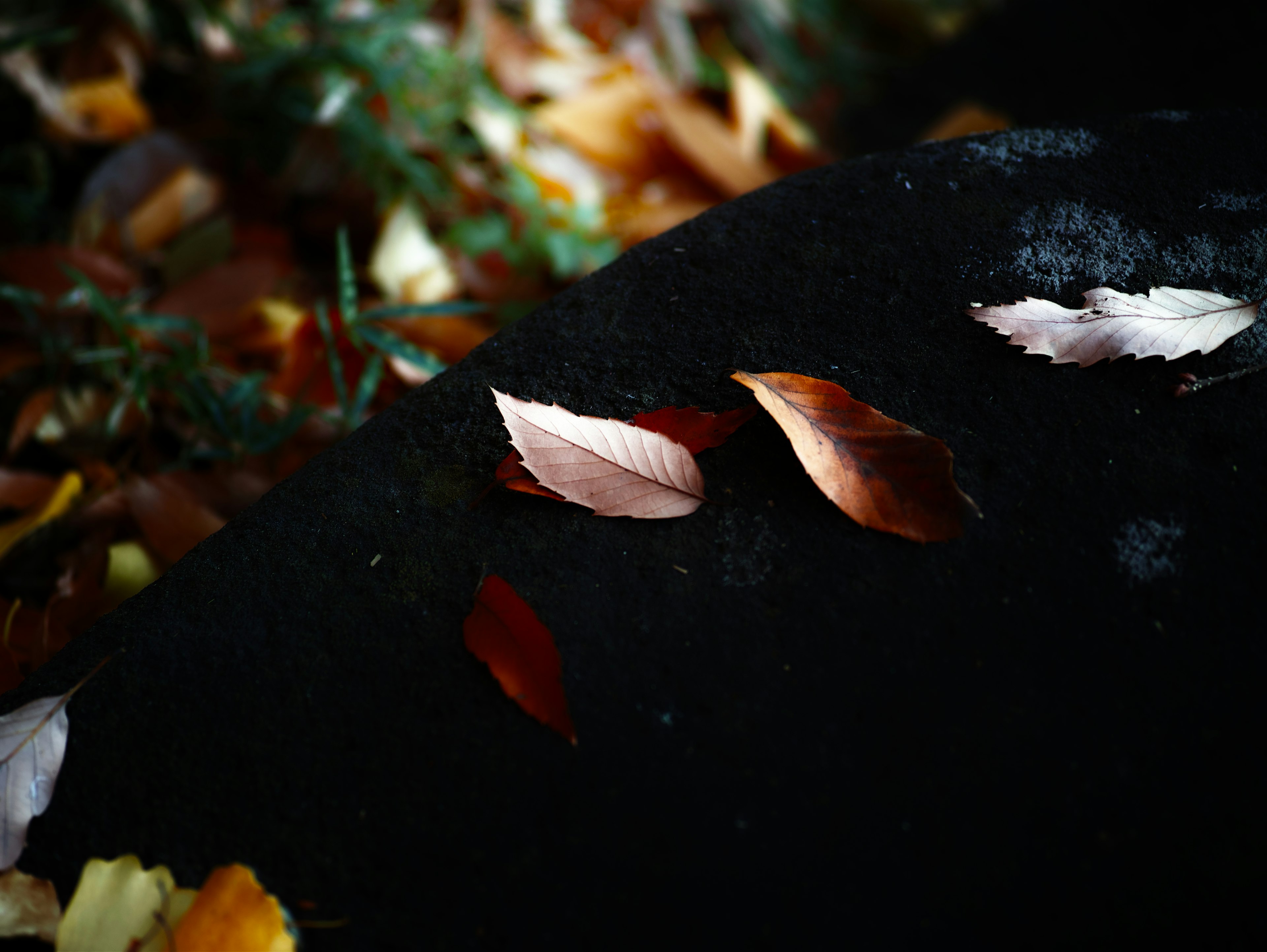 Red and white leaves on a black rock