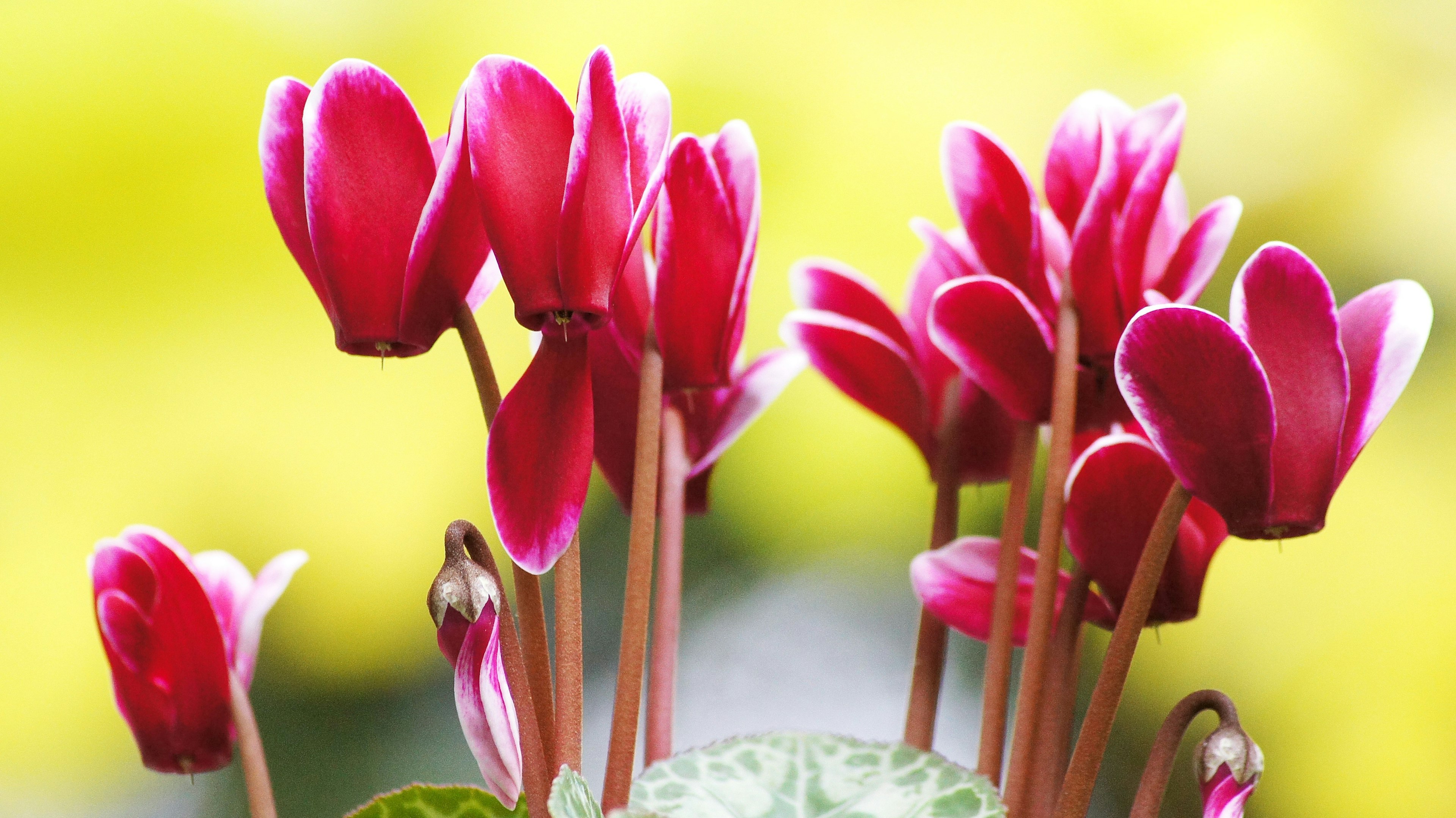 Gros plan de fleurs de cyclamen rouges vives en fleurs