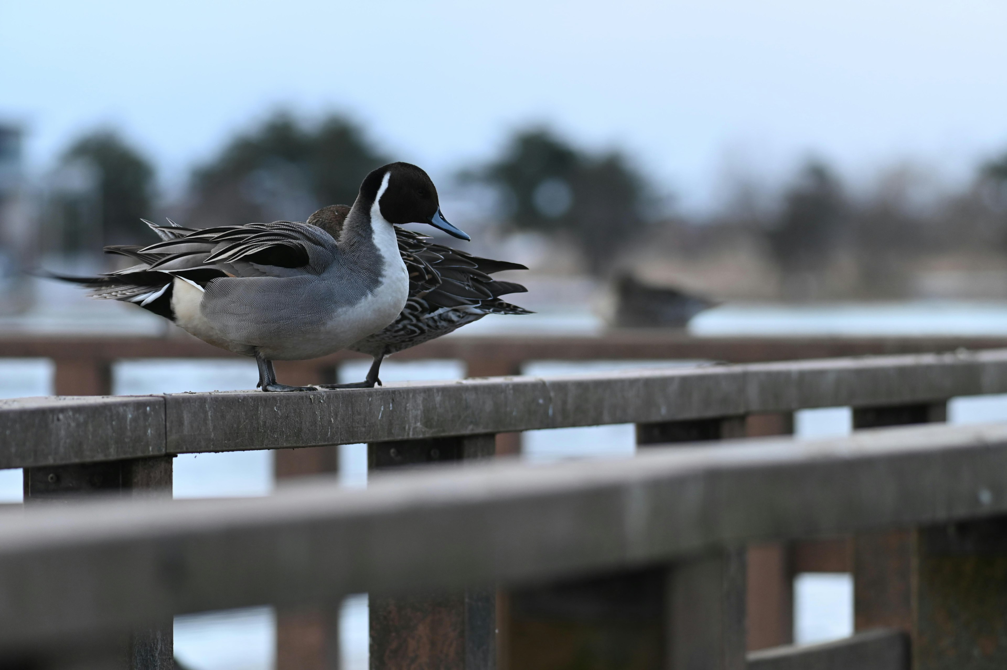 Patos de pie en un muelle junto al agua en un paisaje de invierno