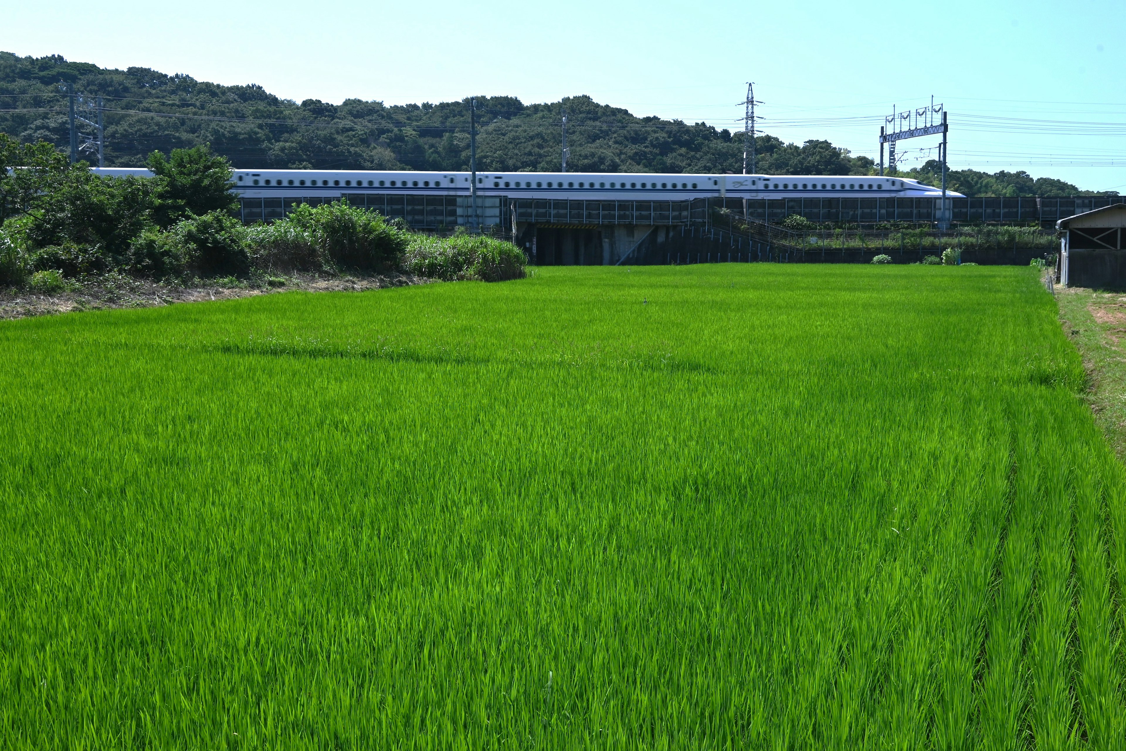 Lush green rice field with a railway in the background