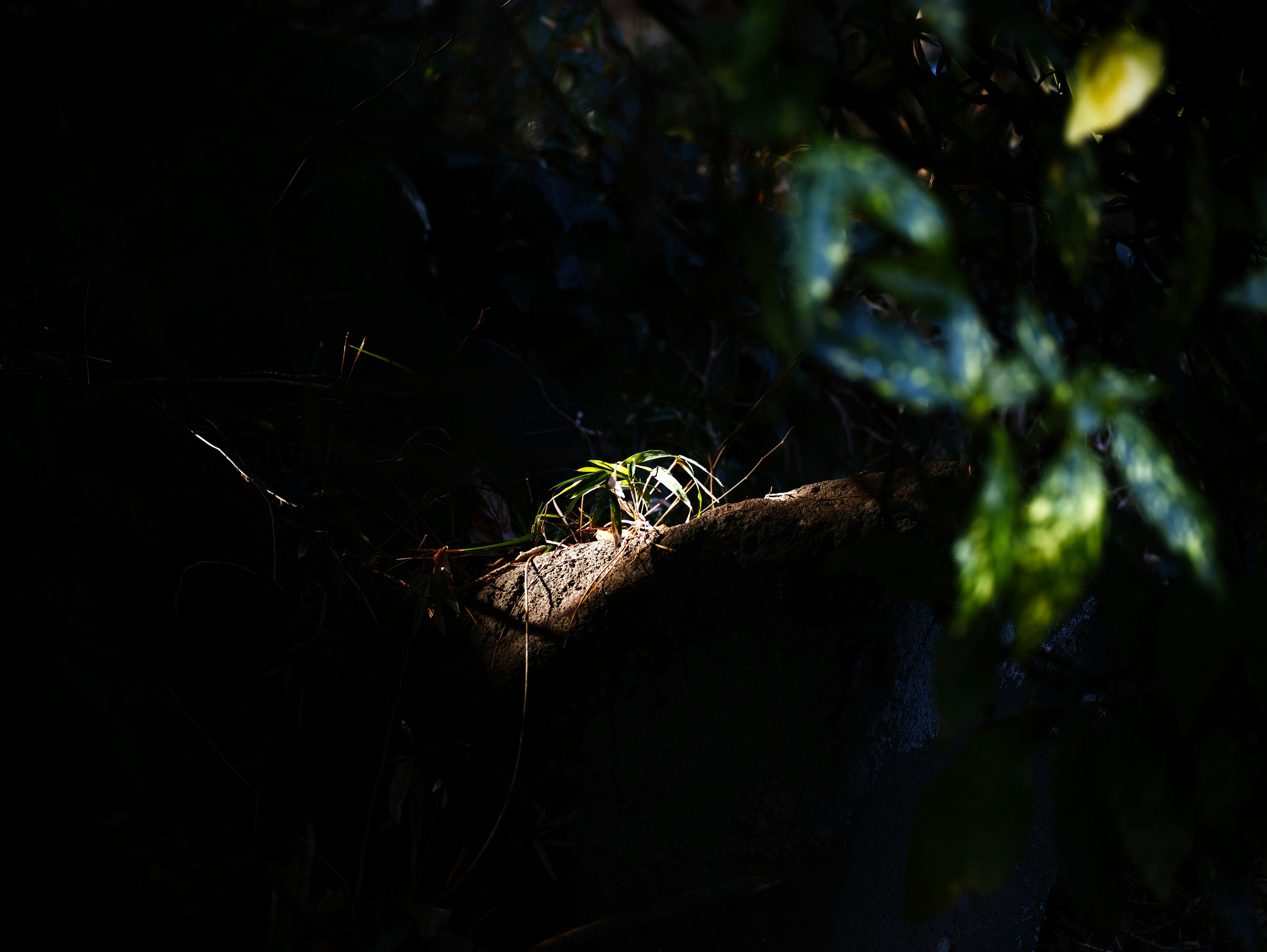 A small creature illuminated against a dark background surrounded by green leaves