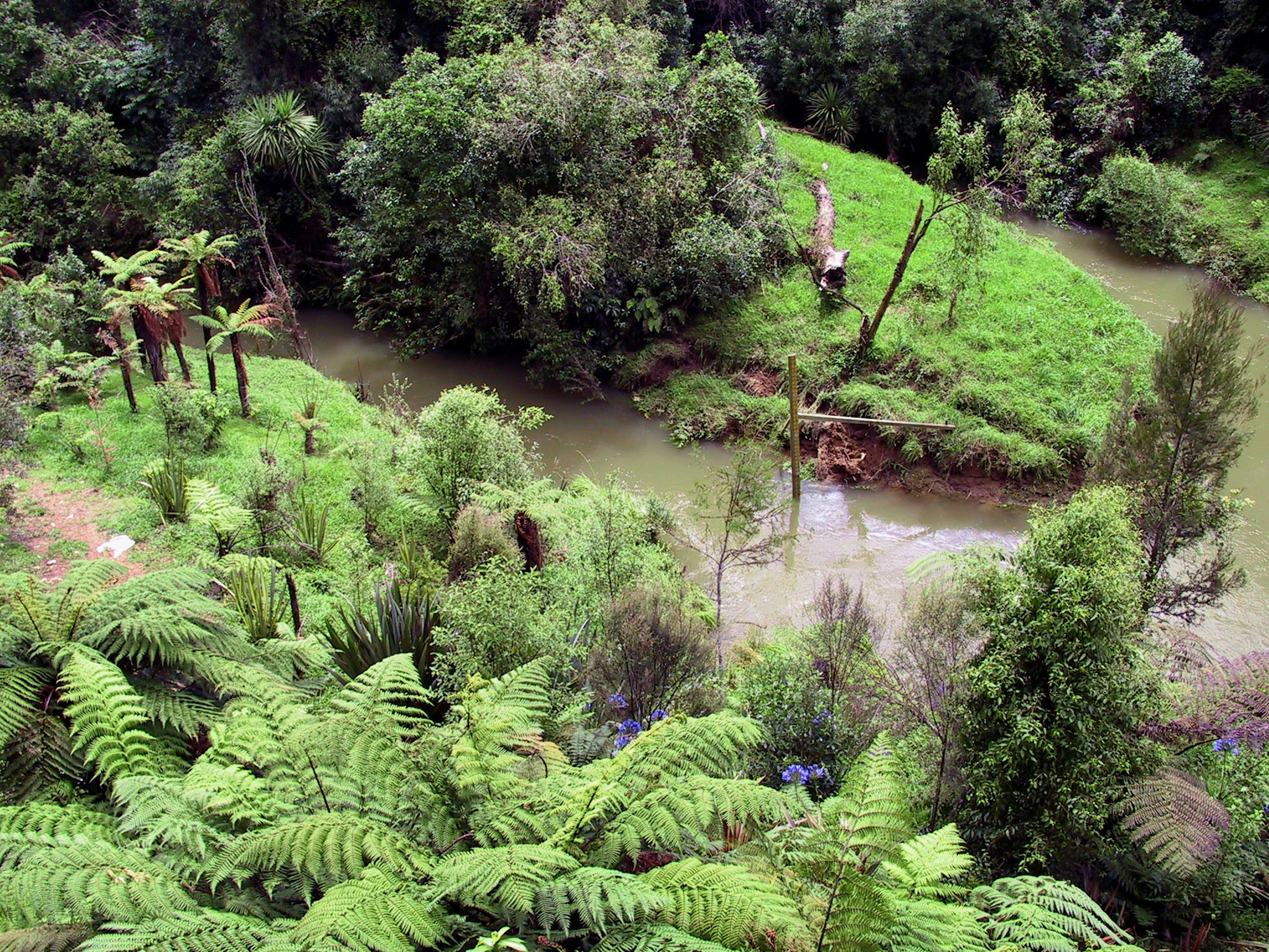 Paysage de forêt verdoyante et de rivière avec des fougères proéminentes