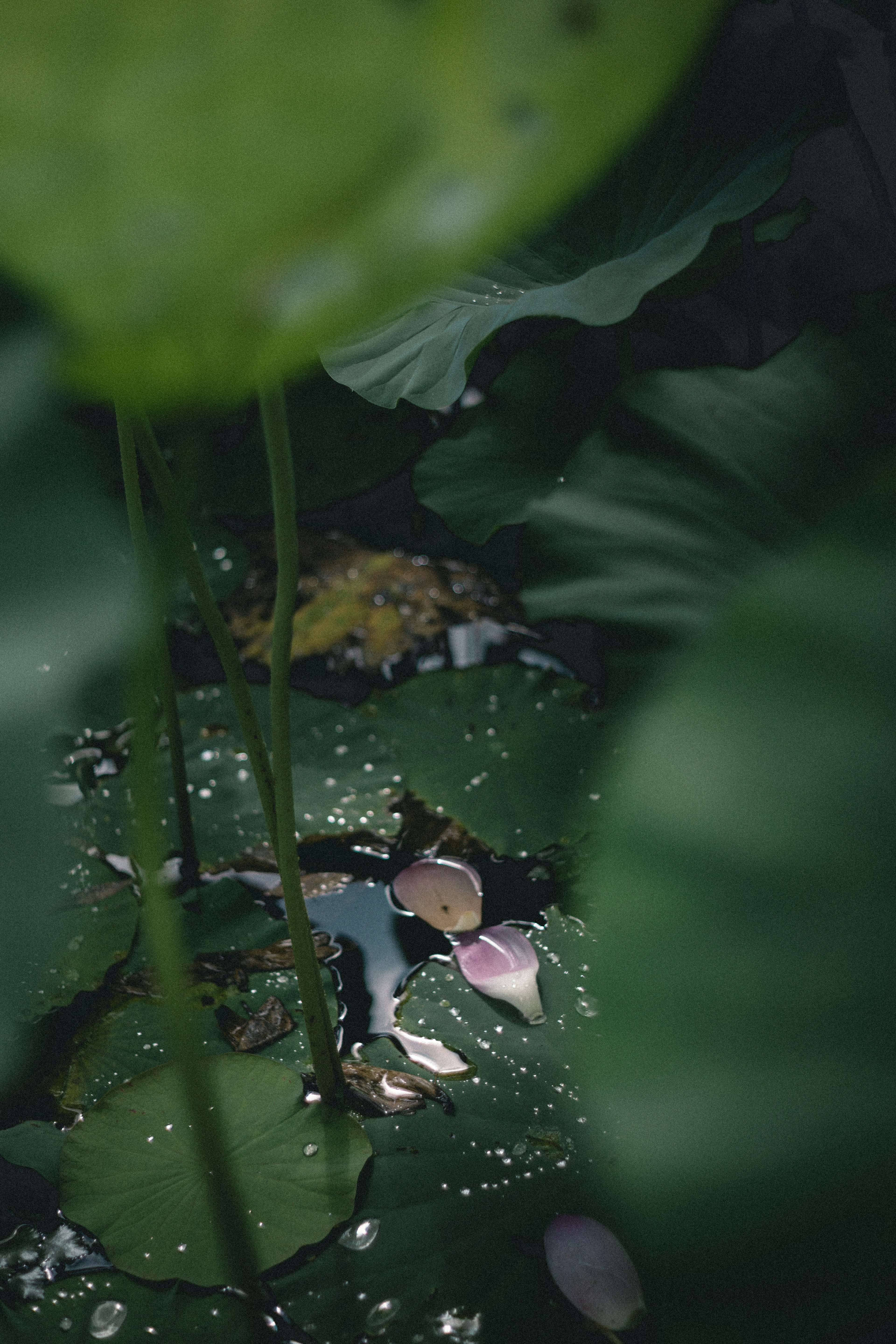 水面上有花瓣和水滴，隐藏在绿色叶子之间