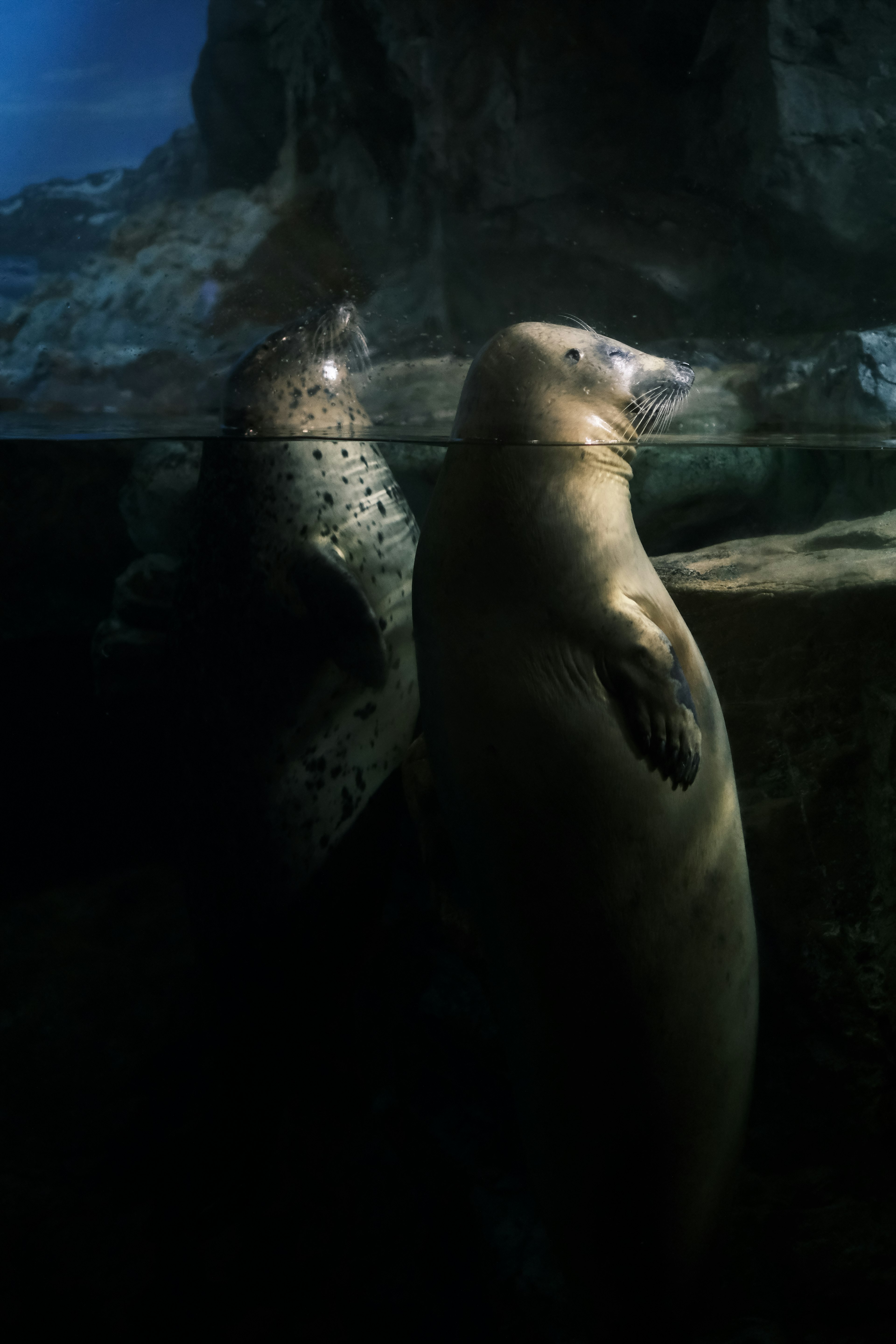 Foca y su compañero nadando bajo el agua