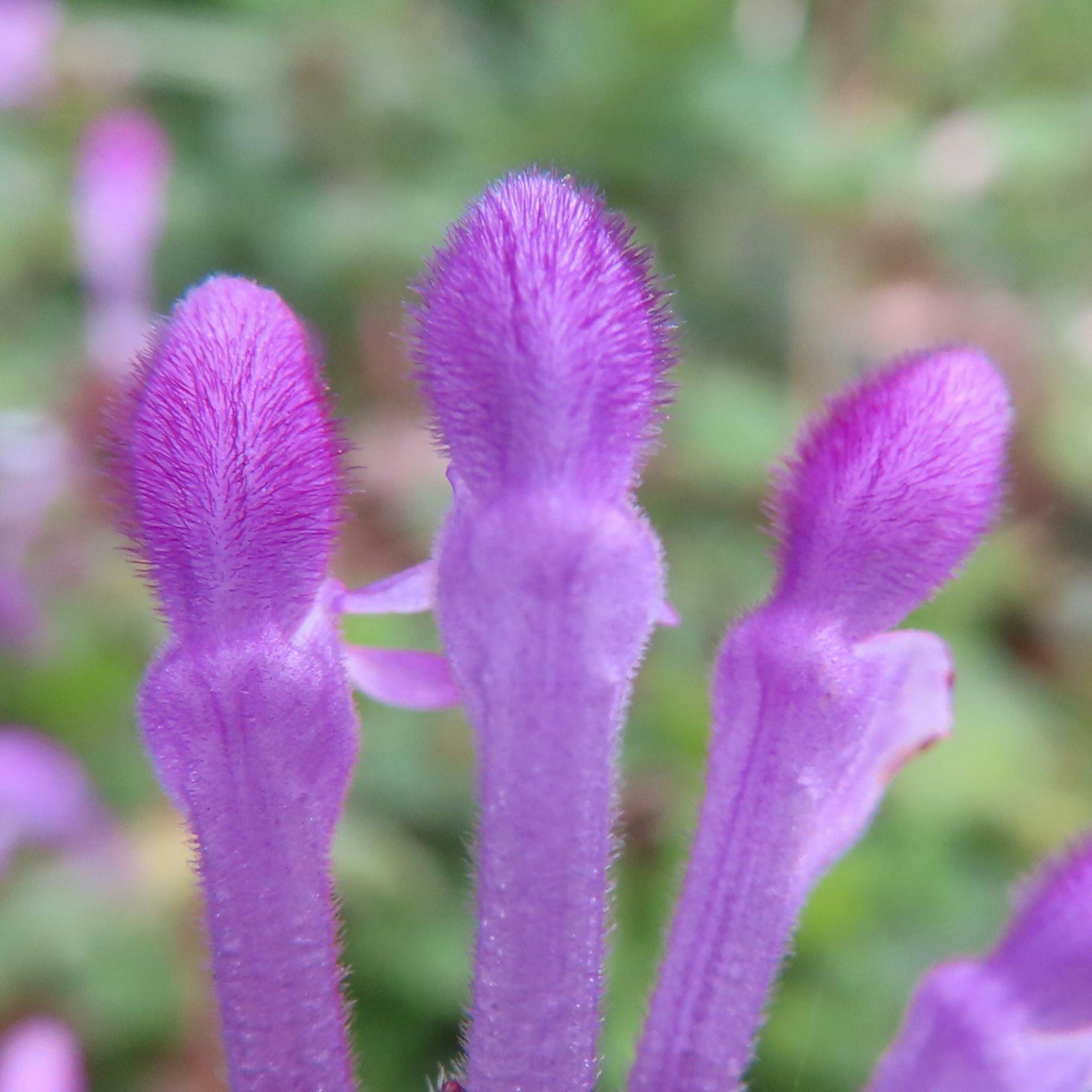 Raggruppamento di boccioli di fiori viola con trame pelose