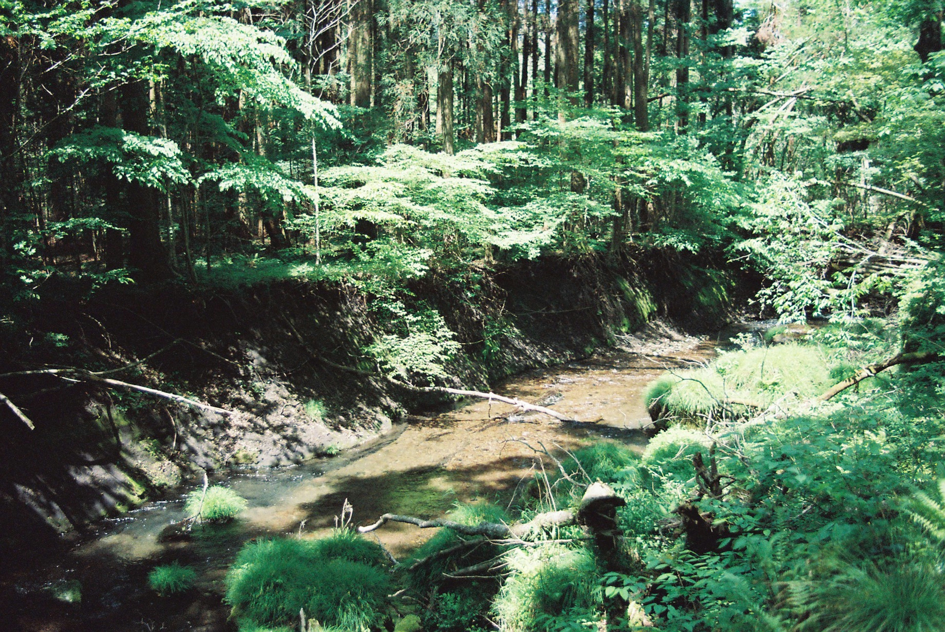 Un arroyo sereno que fluye a través de un bosque frondoso