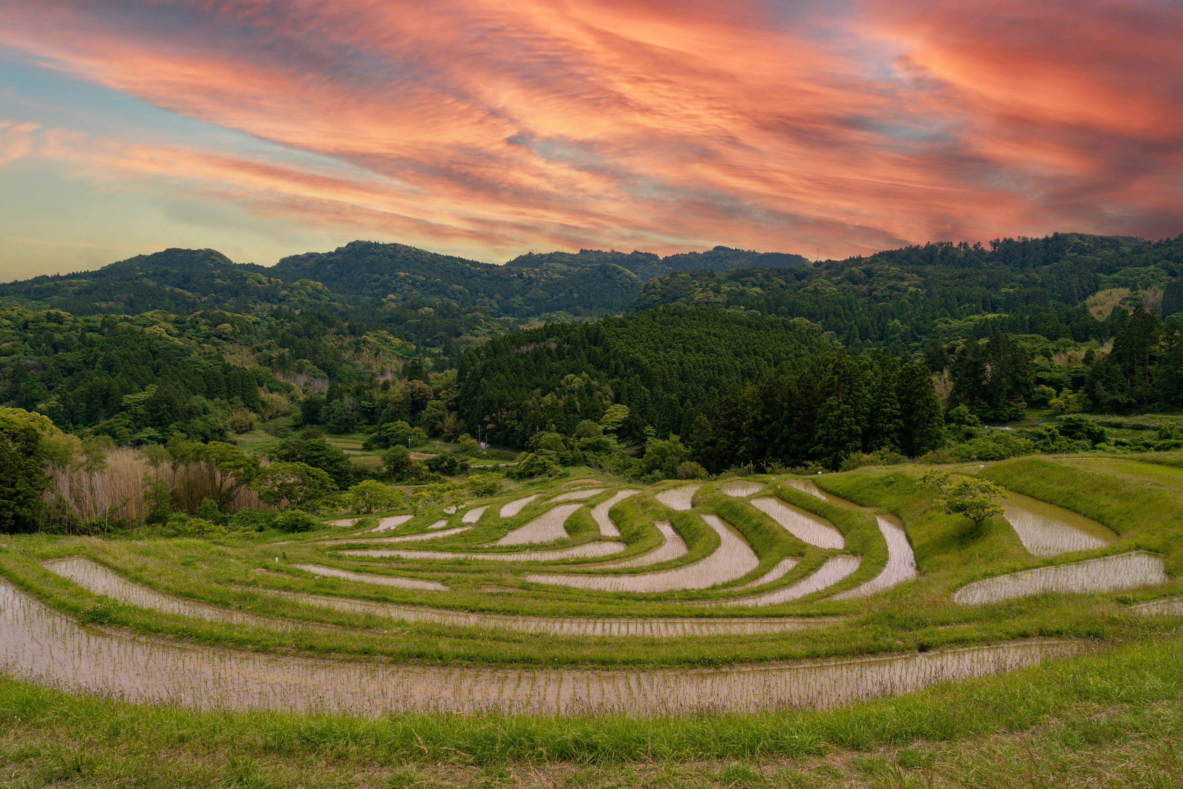 Pemandangan sawah yang indah dengan langit senja yang berwarna