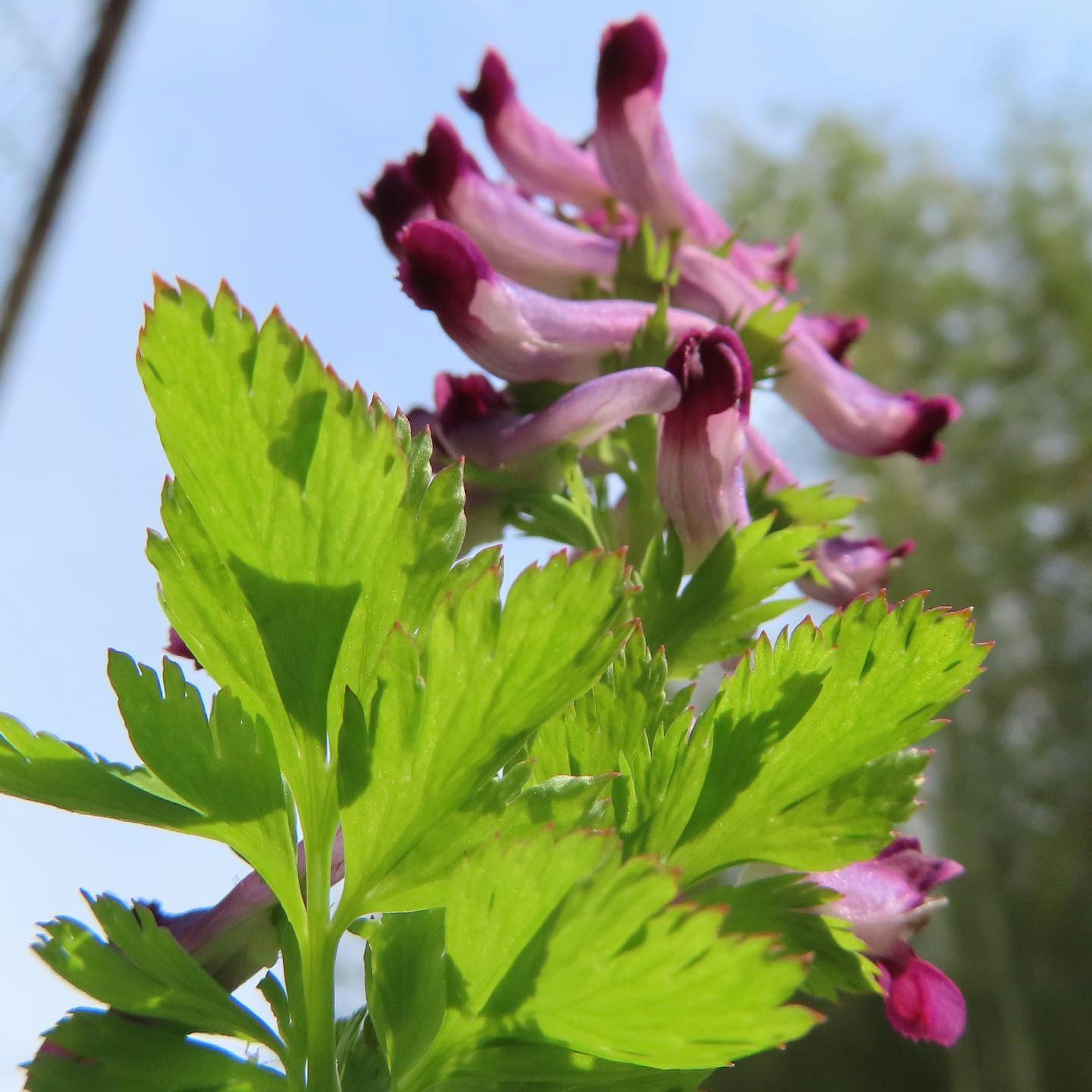 Primo piano di una pianta con fiori viola e foglie verdi