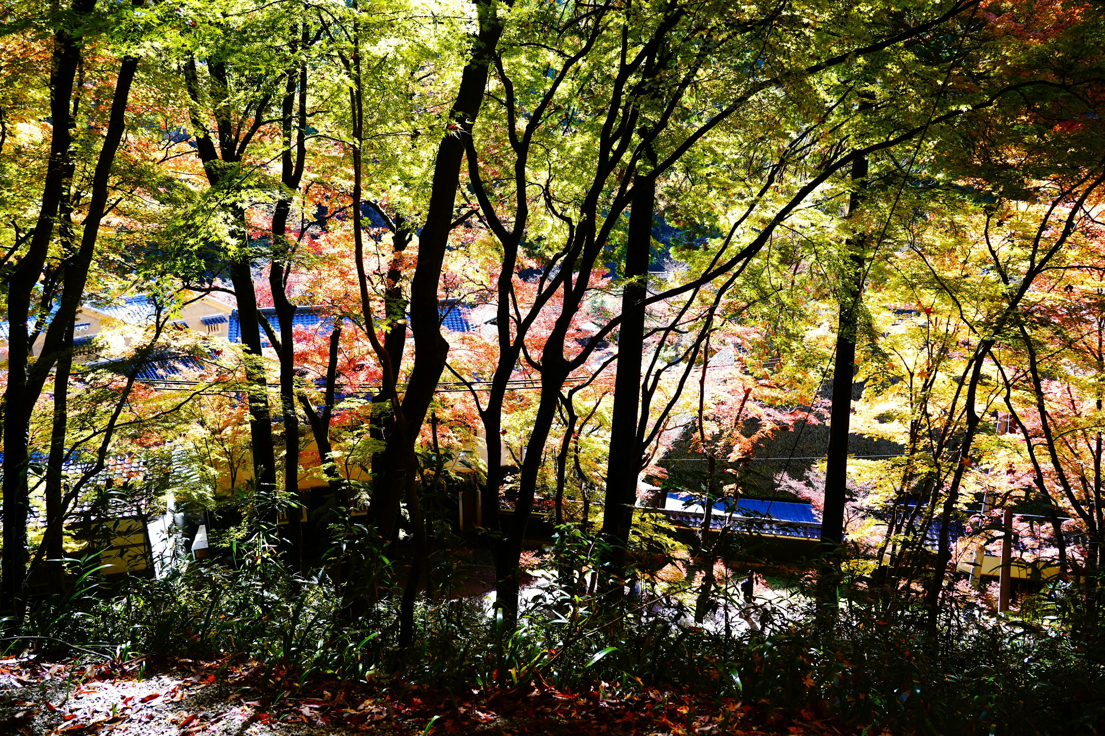 Autumn landscape with colorful leaves visible through trees