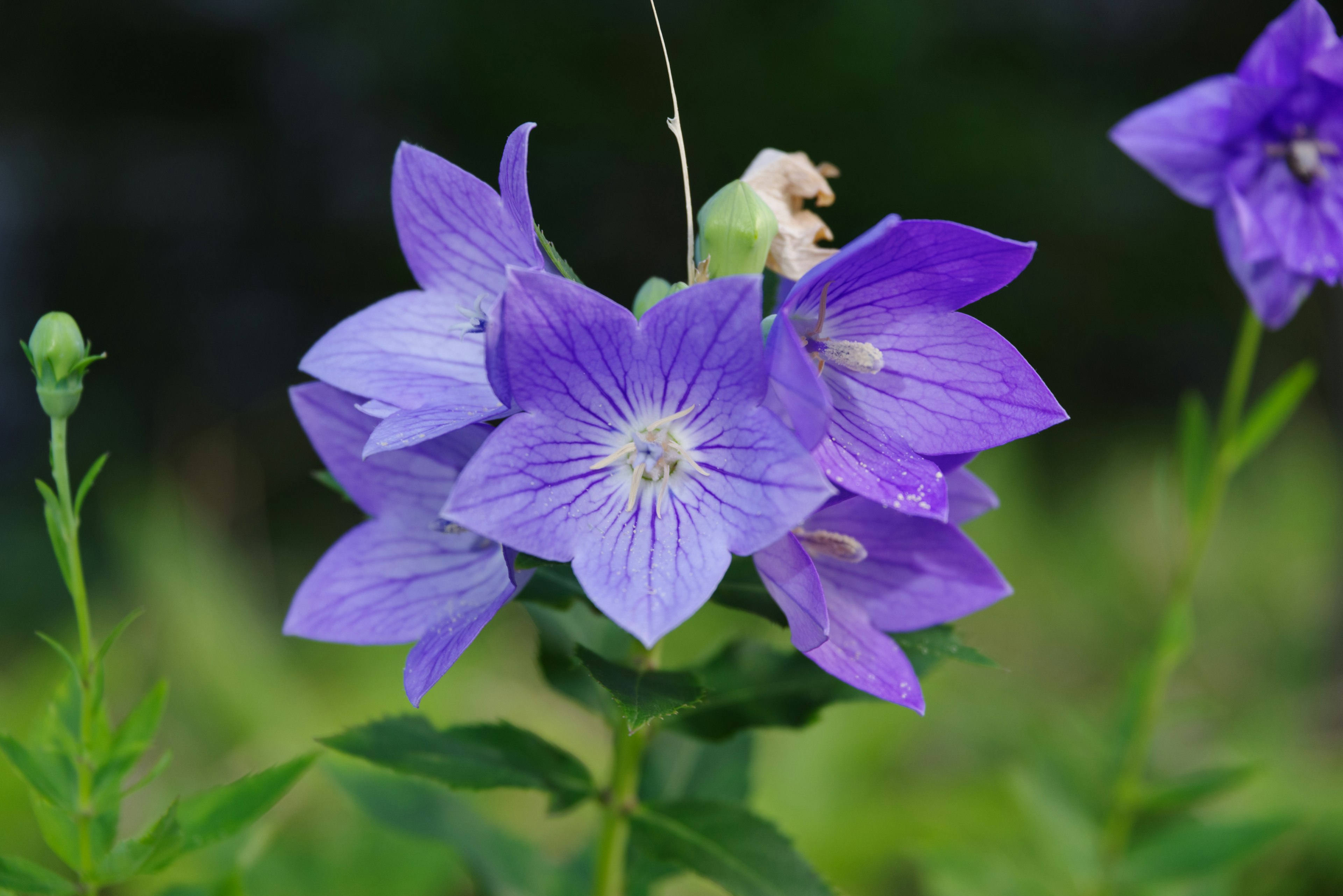 Nahaufnahme von lila Blumen, die an einer Pflanze blühen