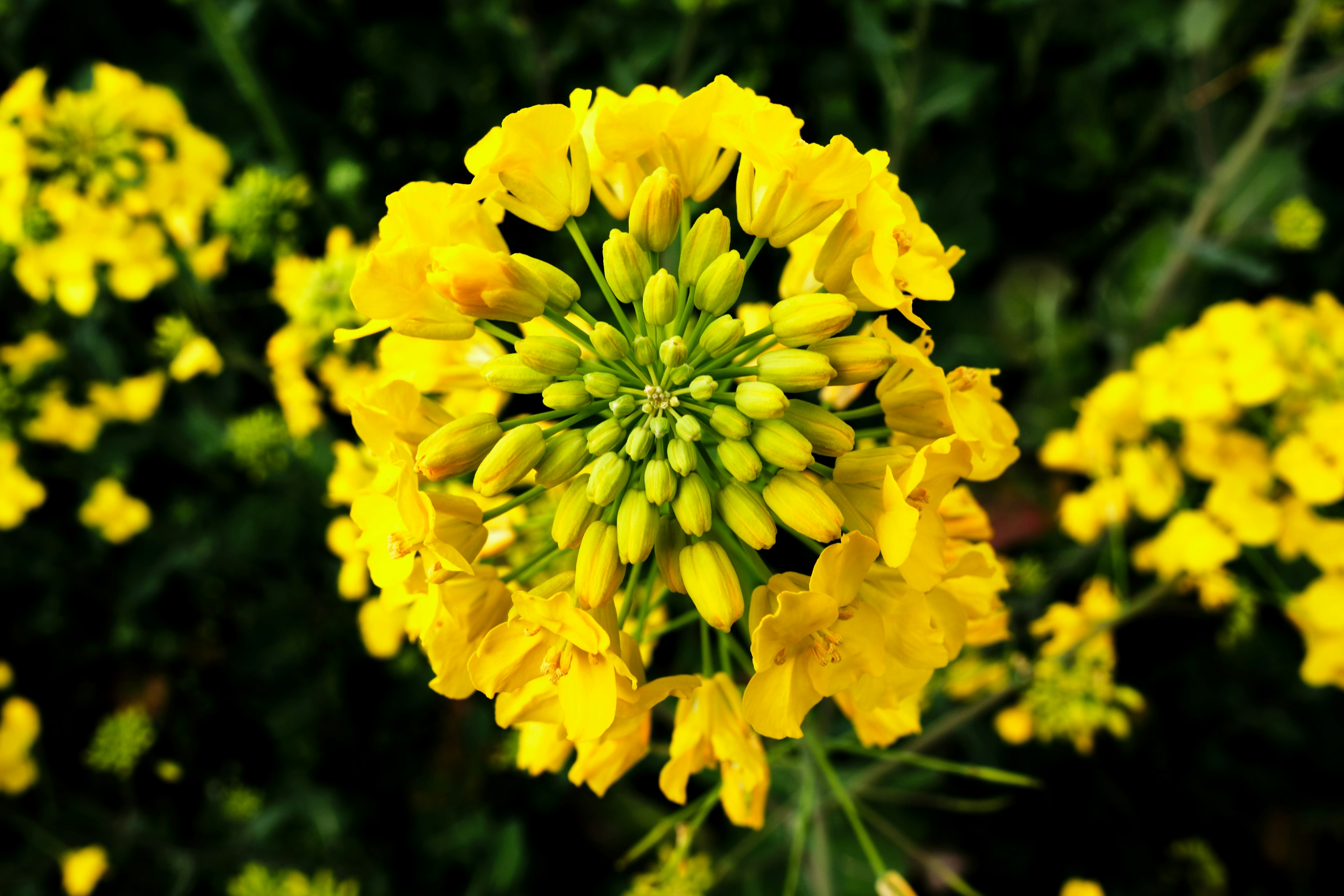 Cluster von lebhaften gelben Blumen mit grünen Knospen in der Mitte