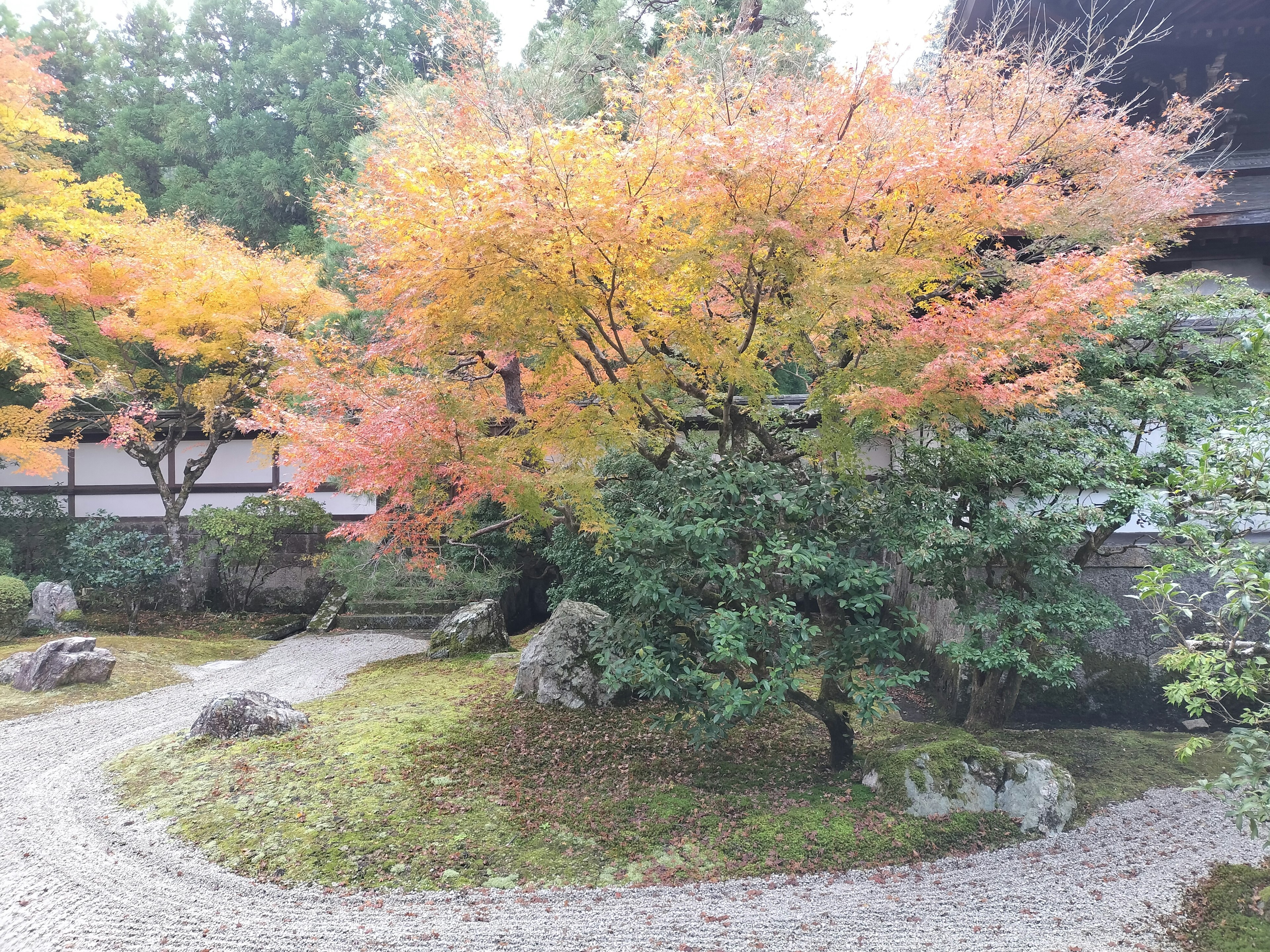 美しい日本庭園の秋の景色 鮮やかなオレンジと黄色の葉を持つ木々 緑の植生と石の小道が調和