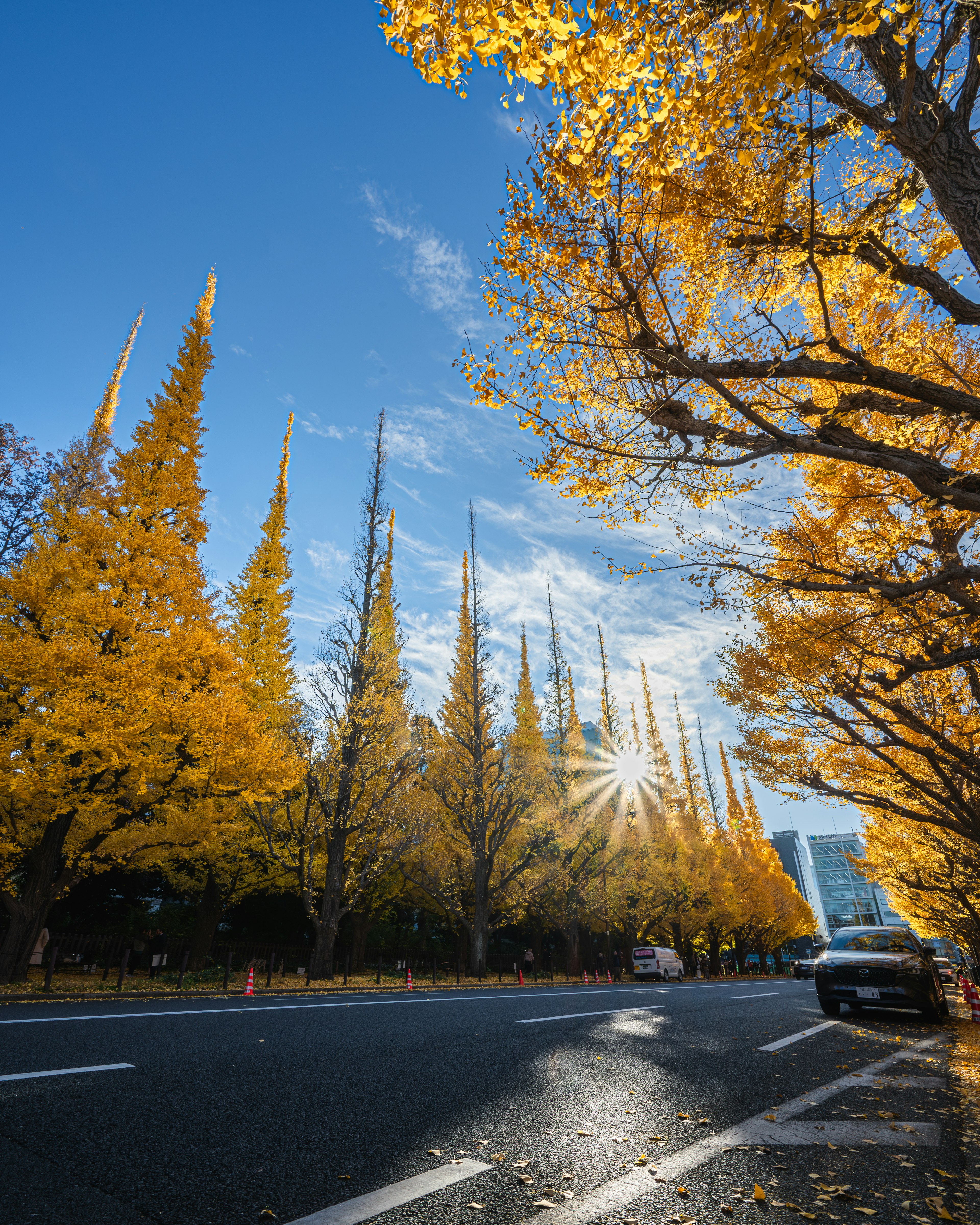 Rue bordée de ginkgos en automne avec ciel bleu