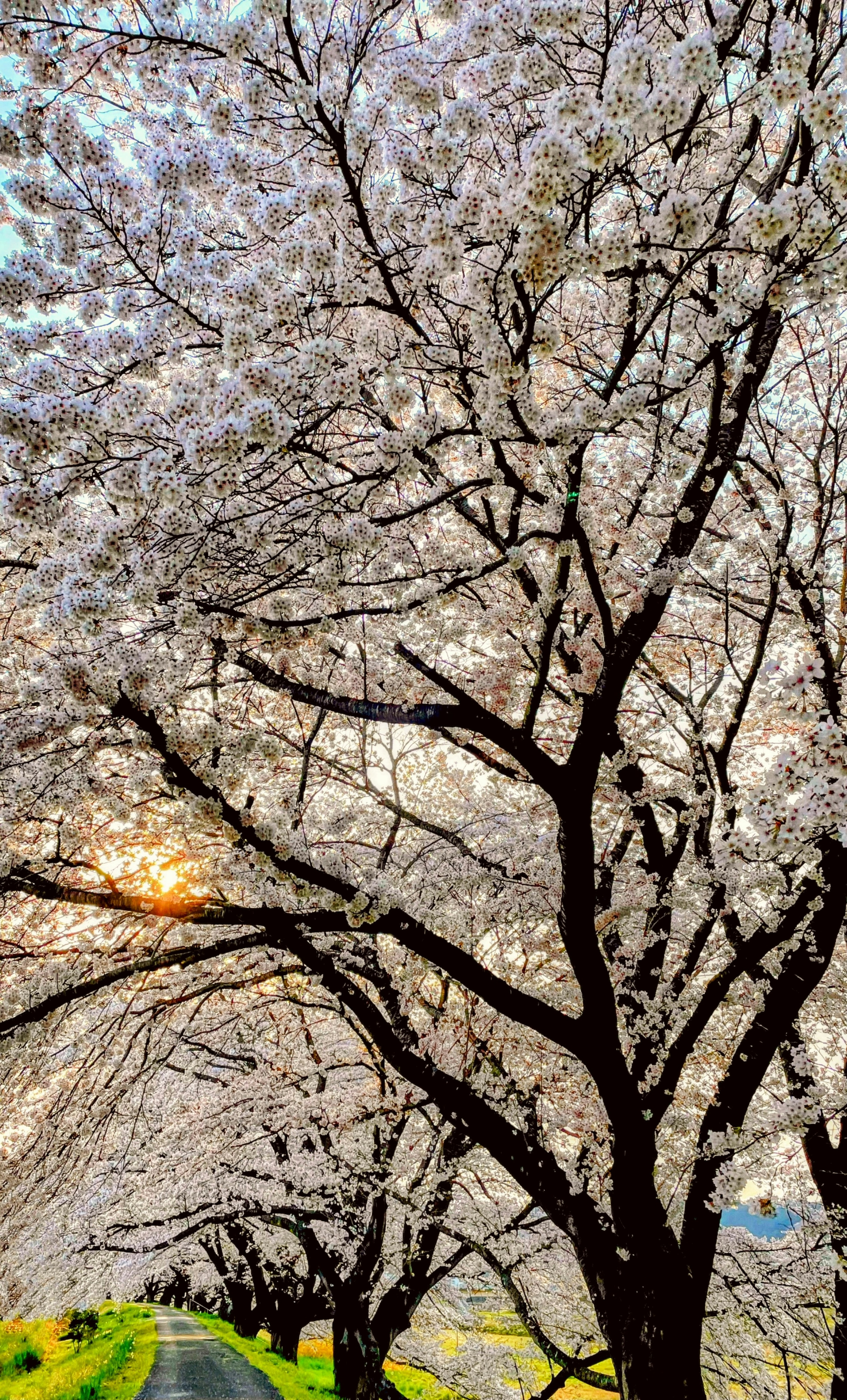 桜の花が咲き誇る並木道の風景