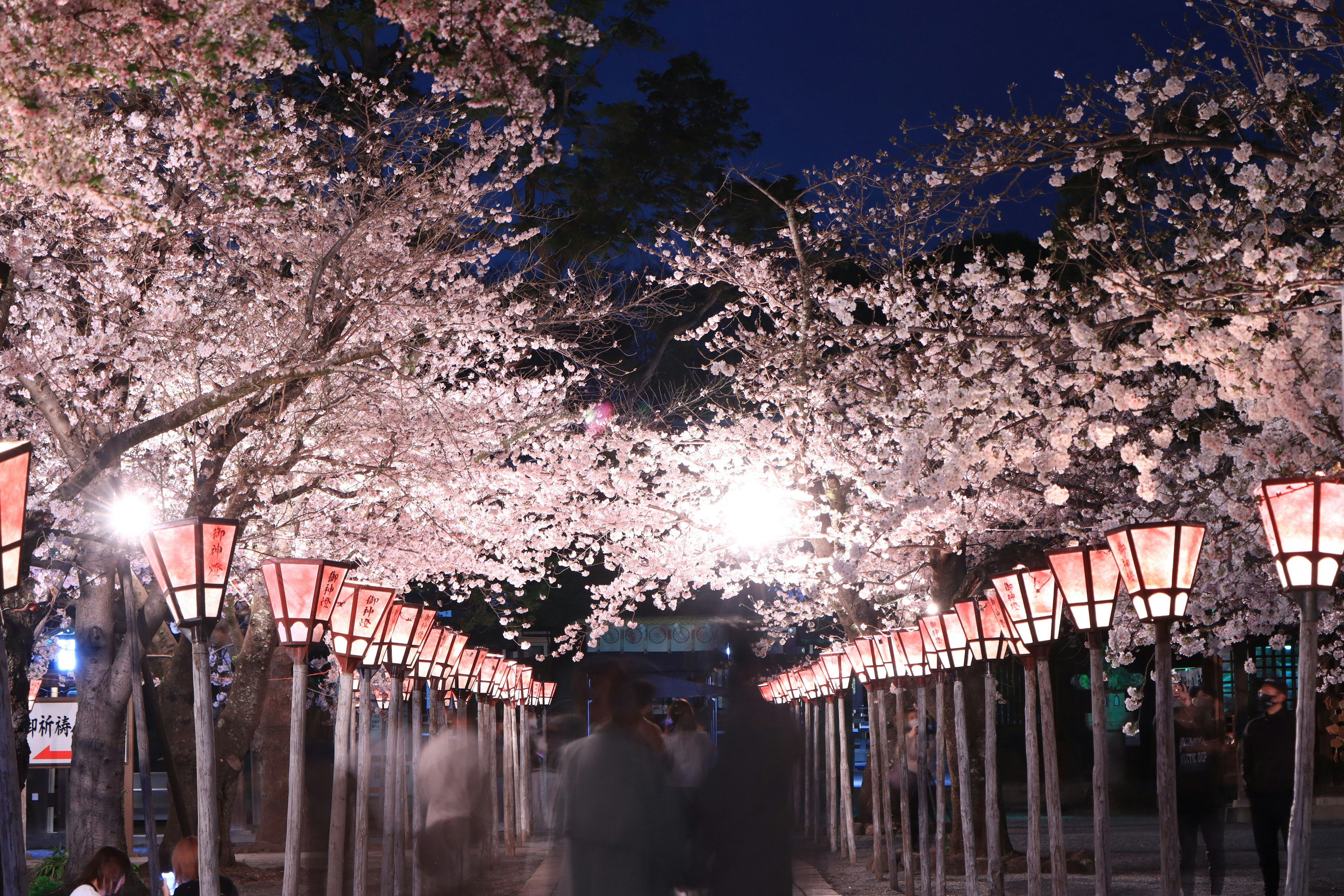 Cherry blossom tunnel illuminated by lanterns at night