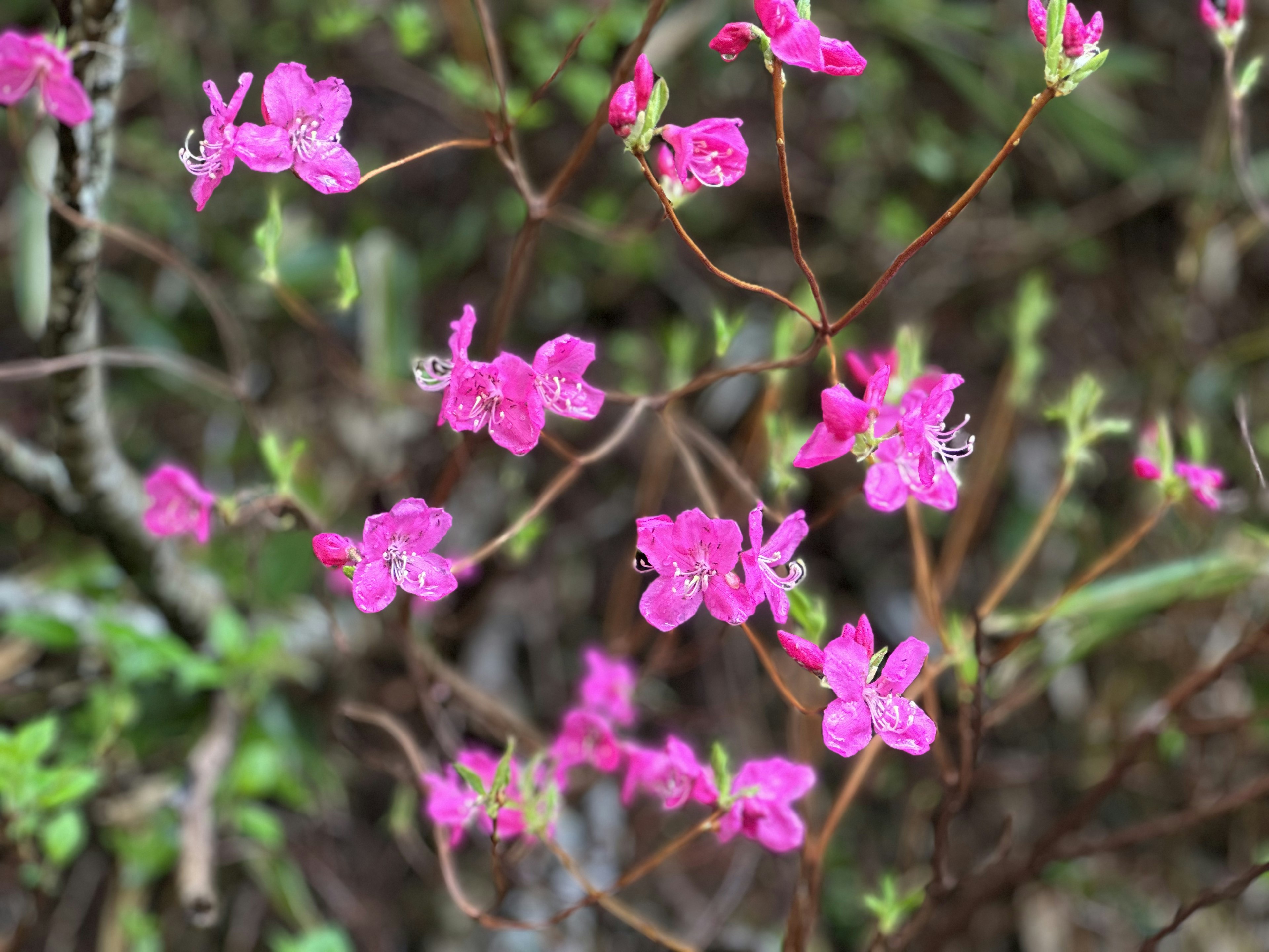 Primo piano di fiori rosa vivaci su piccoli rami