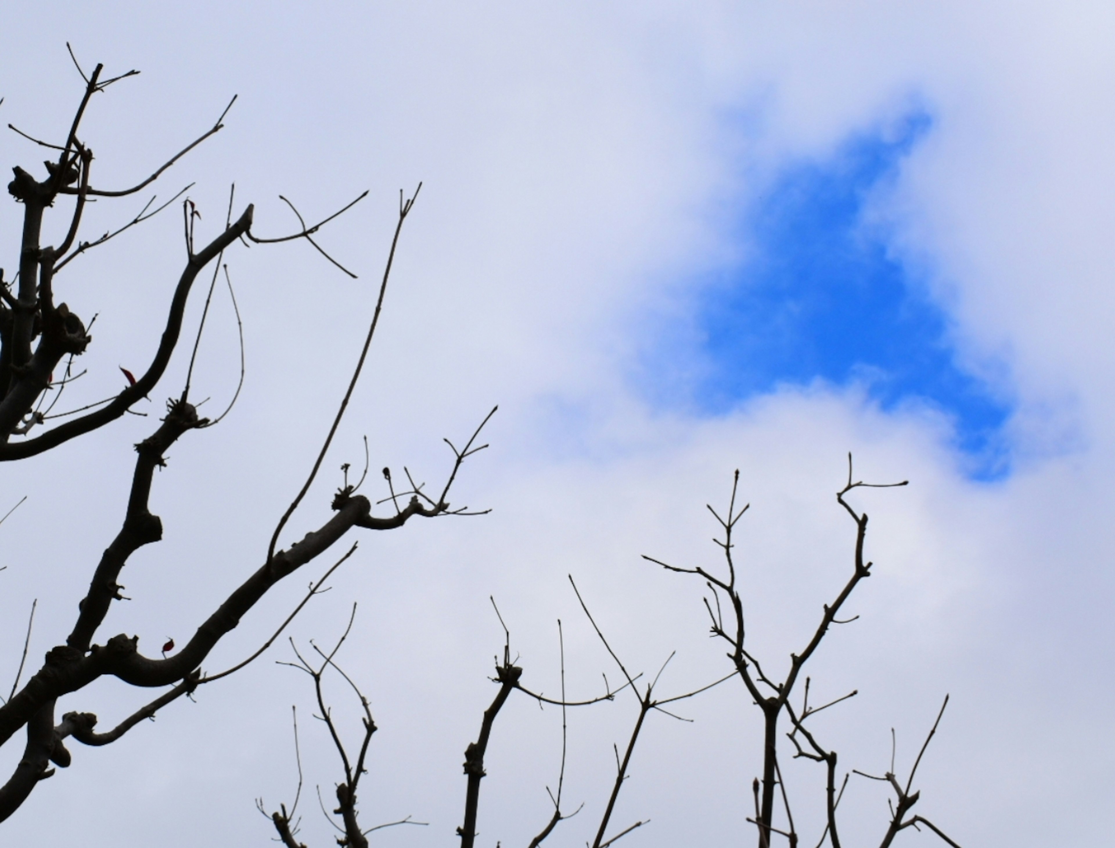 Cabang pohon telanjang di langit berawan dengan bercak biru