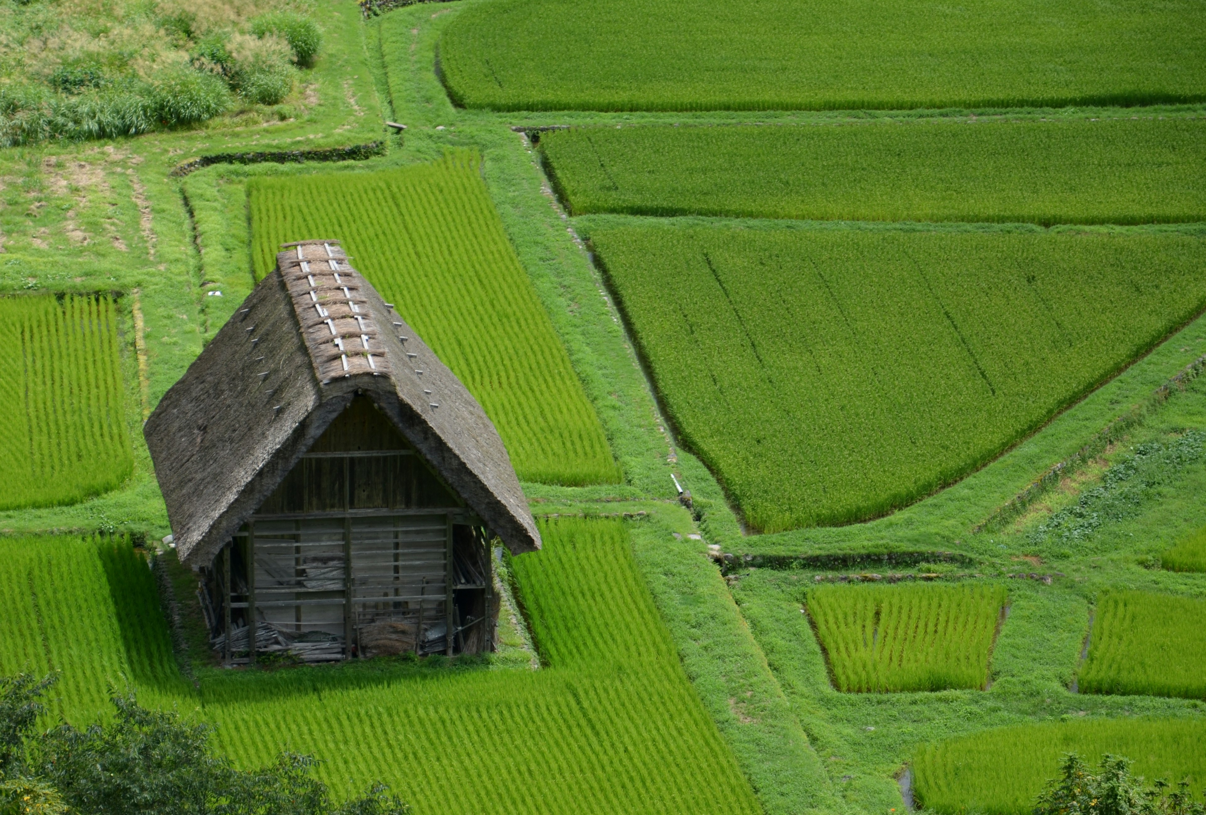 Rumah pertanian tradisional dikelilingi oleh sawah hijau subur